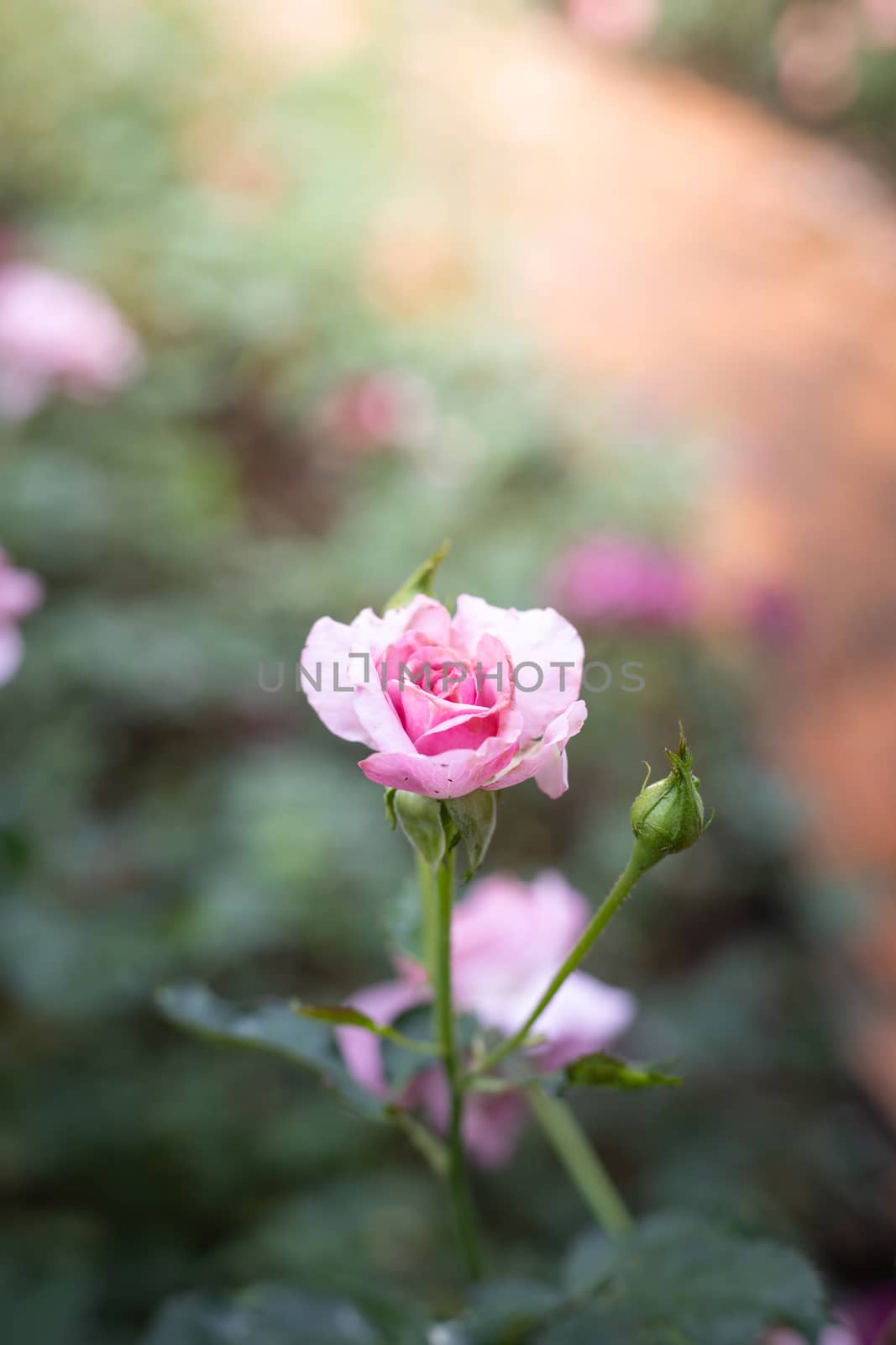 Roses in the garden, Roses are beautiful with a beautiful sunny day.