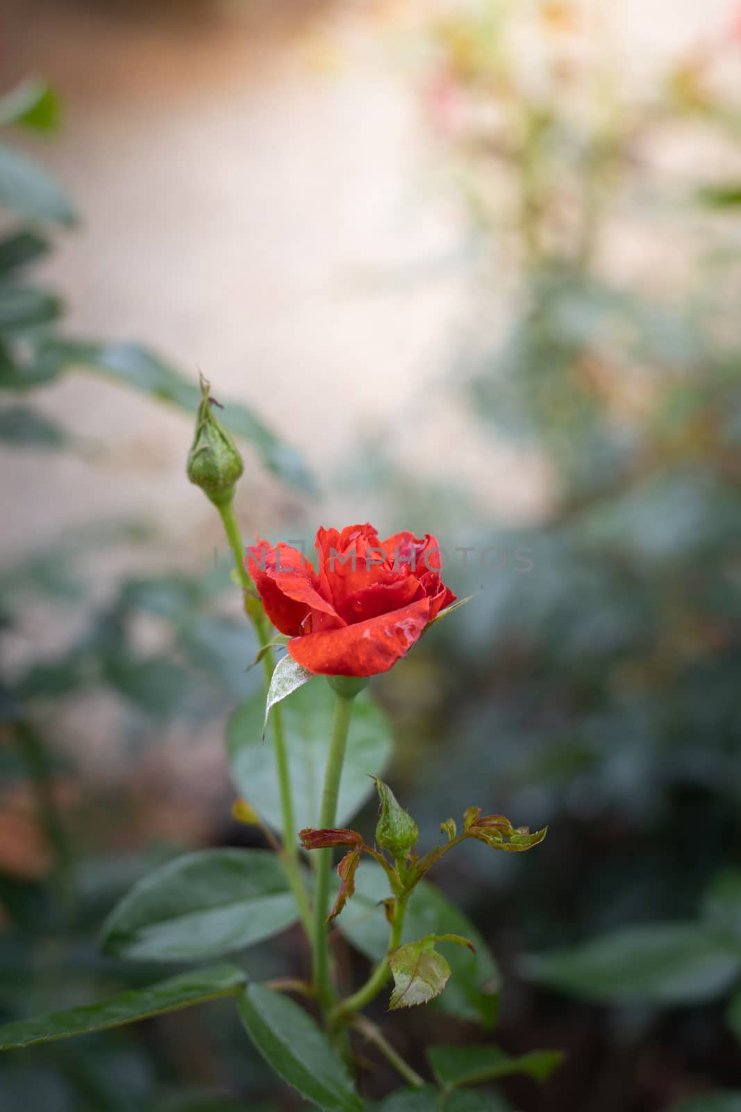 Roses in the garden  by teerawit