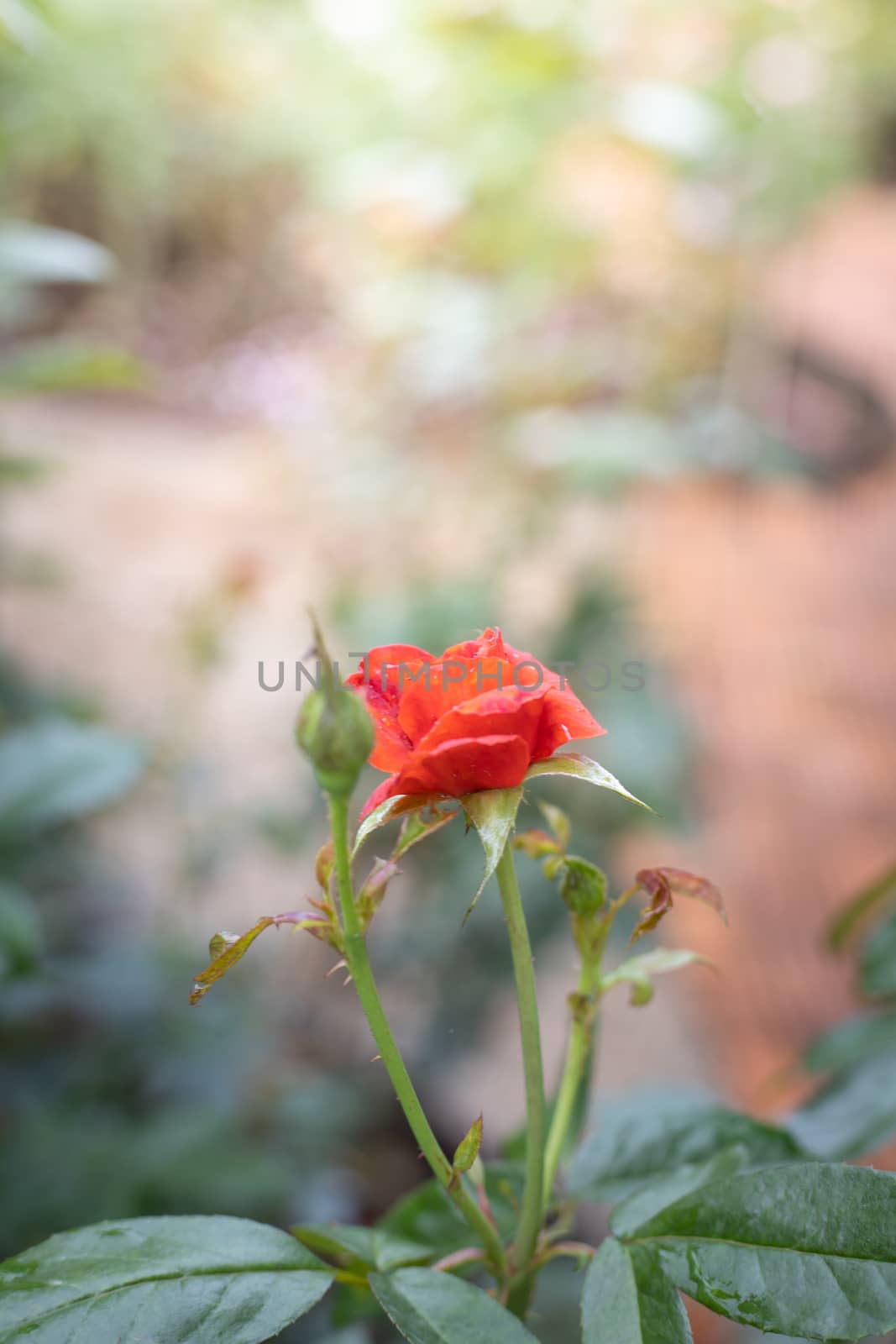 Roses in the garden, Roses are beautiful with a beautiful sunny day.