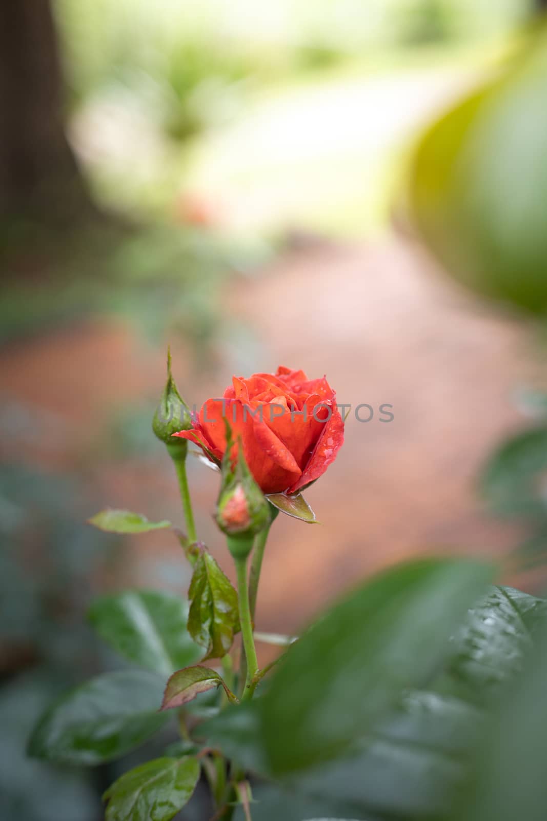 Roses in the garden, Roses are beautiful with a beautiful sunny day.