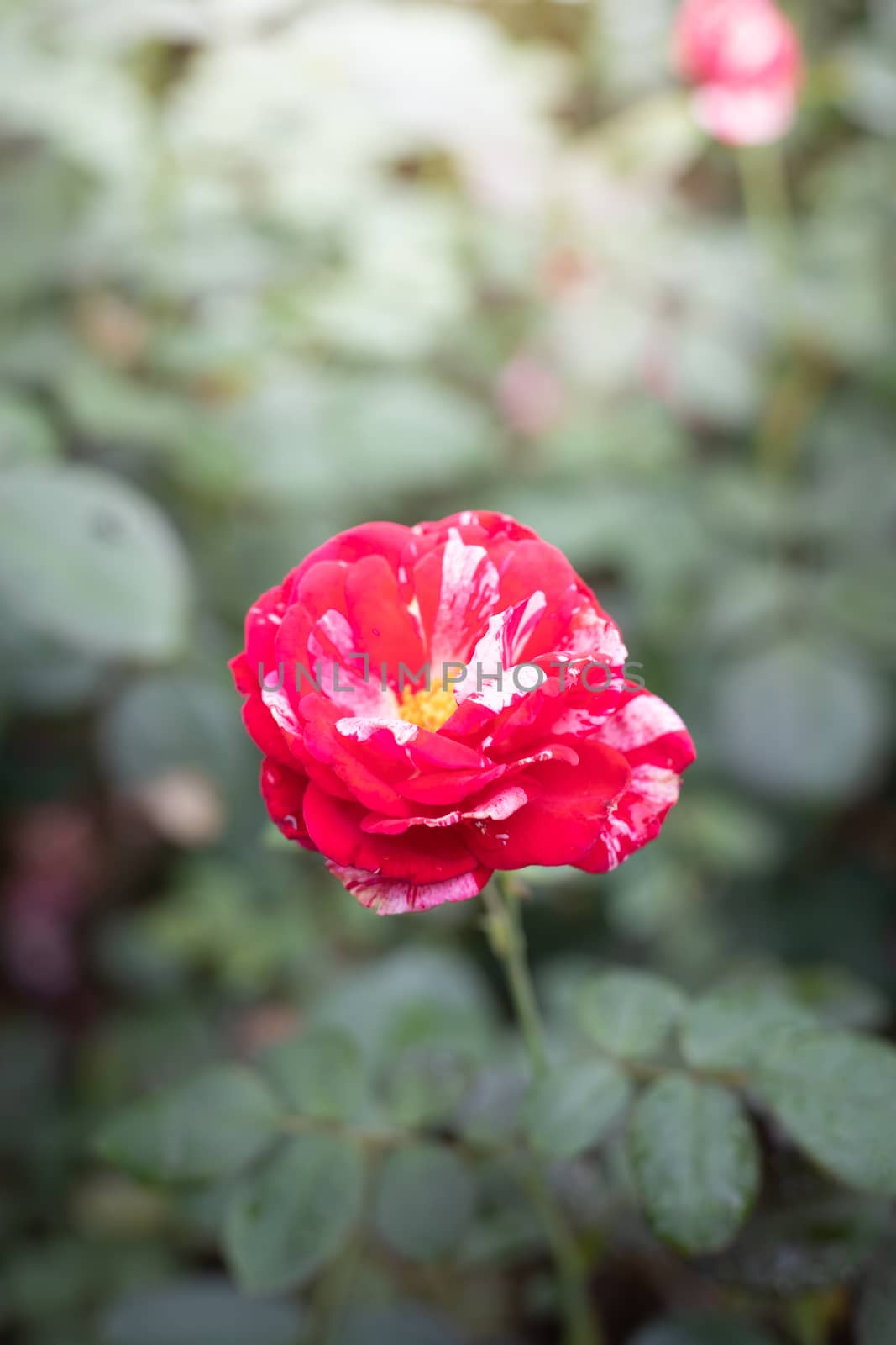 Roses in the garden  by teerawit