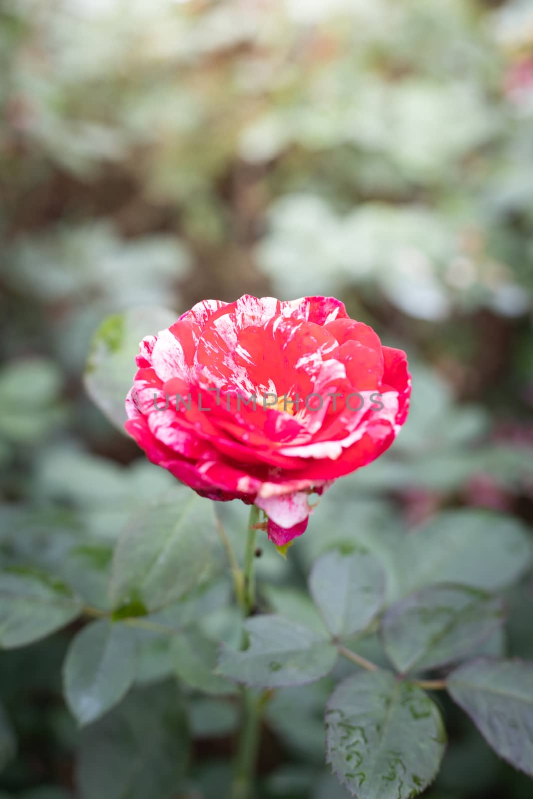 Roses in the garden, Roses are beautiful with a beautiful sunny day.