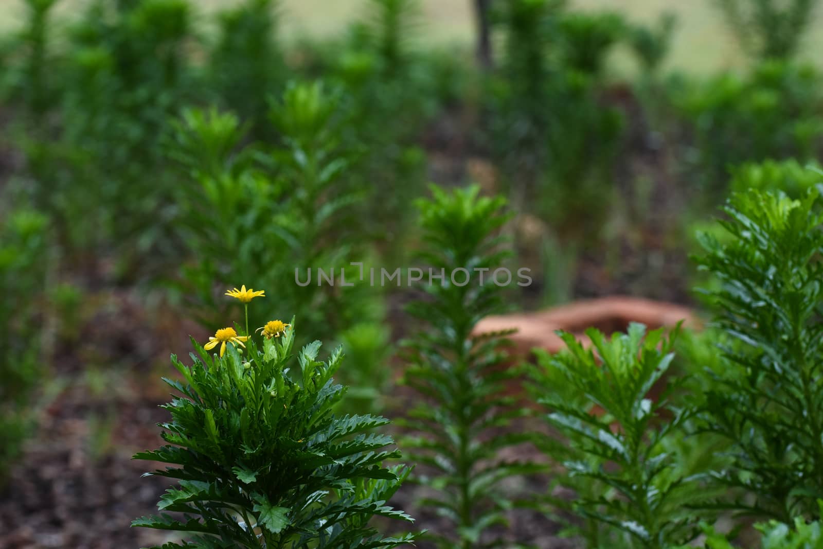 Golden Daisy Flower Garden Plants (Euryops chrysanthemoides) by jjvanginkel