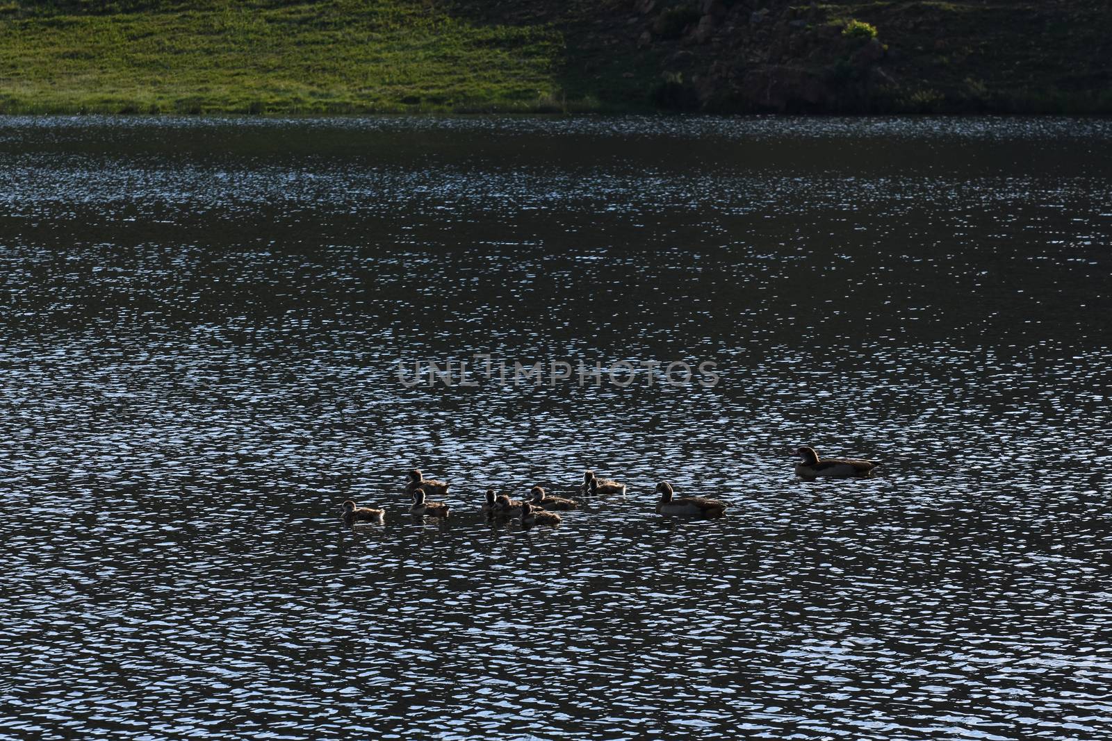 Family Of Egyptian Geese On A Lake (Alopochen aegyptiaca) by jjvanginkel