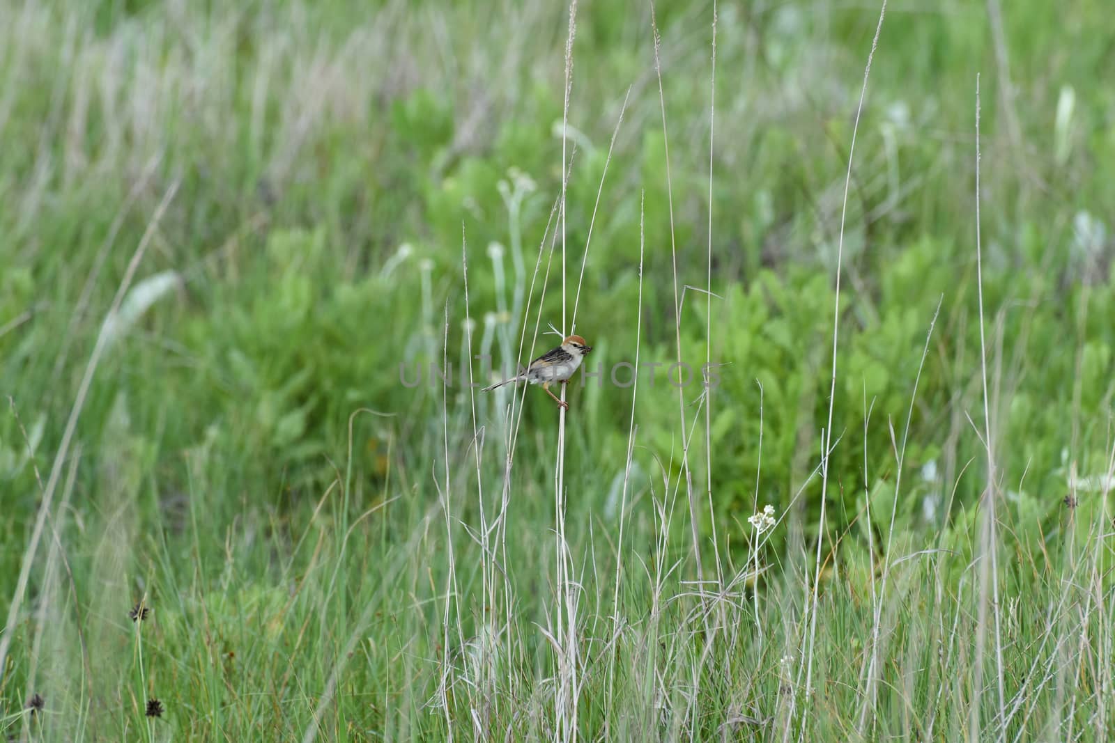 A levaillant's cisticola bird (Cisticola tinniens) with an insect caught in its beak on field grass near lake, Dullstroom, South Africa