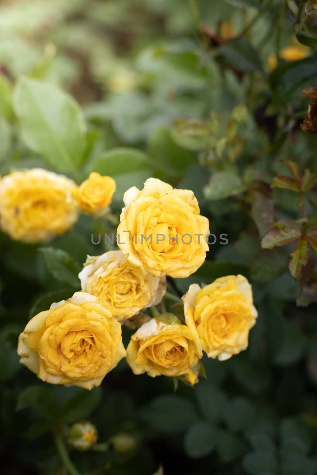 Roses in the garden, Roses are beautiful with a beautiful sunny day.