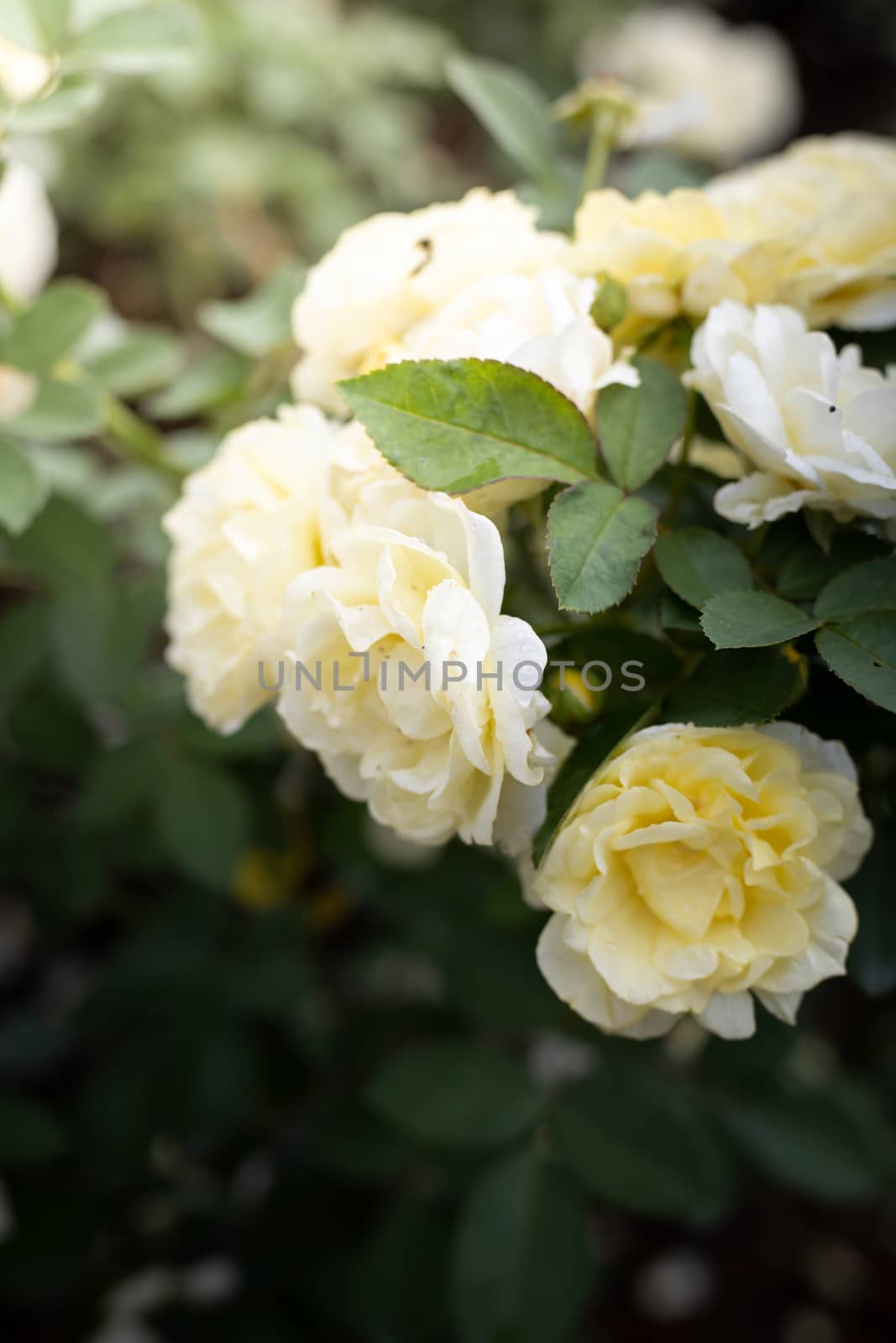 Roses in the garden, Roses are beautiful with a beautiful sunny day.