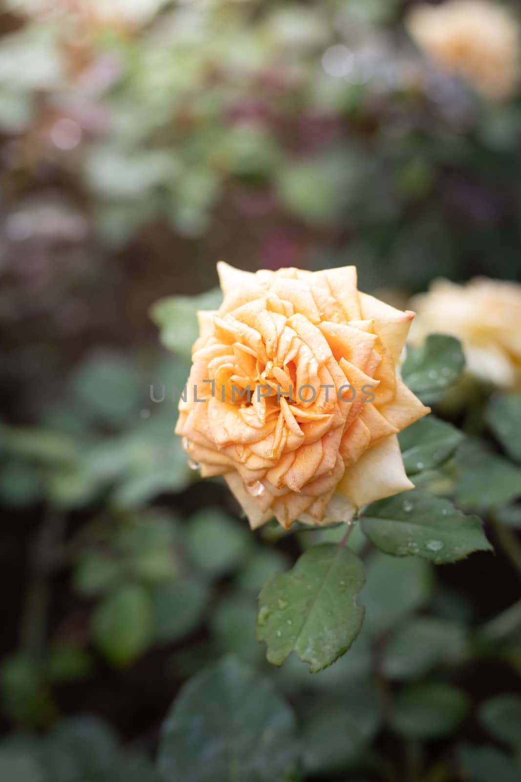 Roses in the garden, Roses are beautiful with a beautiful sunny day.