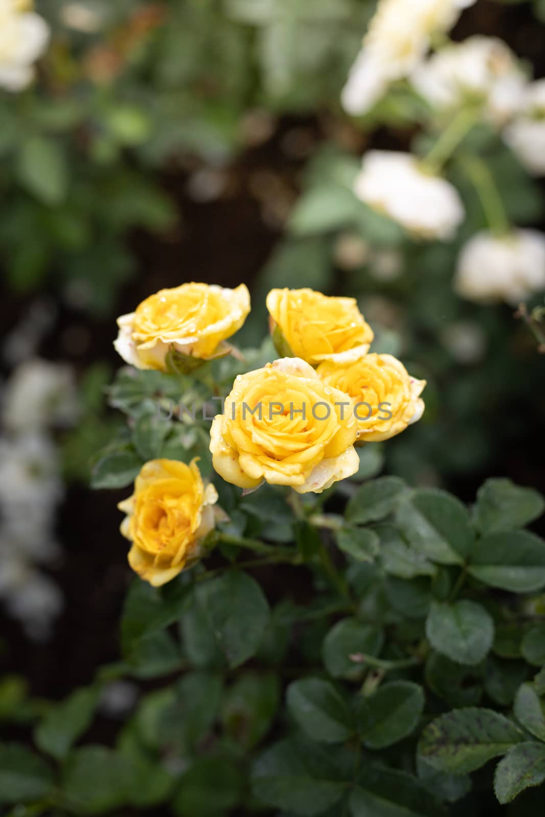 Roses in the garden, Roses are beautiful with a beautiful sunny day.