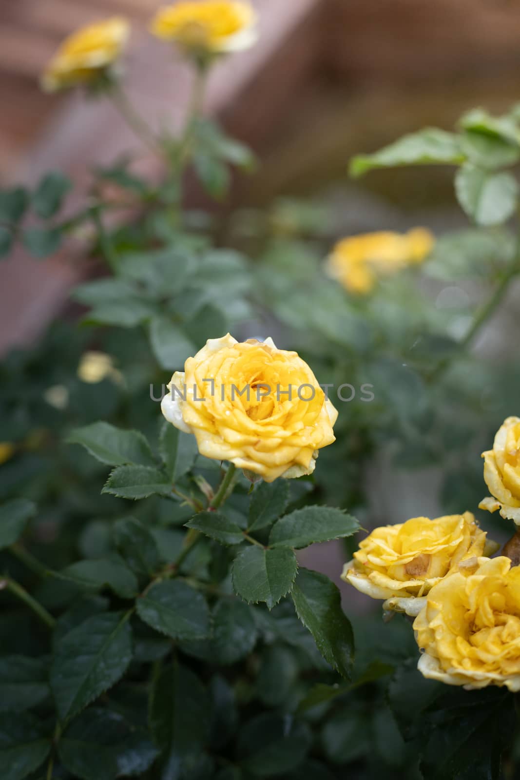 Roses in the garden, Roses are beautiful with a beautiful sunny day.