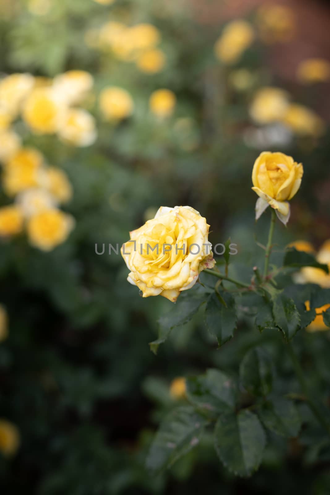 Roses in the garden, Roses are beautiful with a beautiful sunny day.