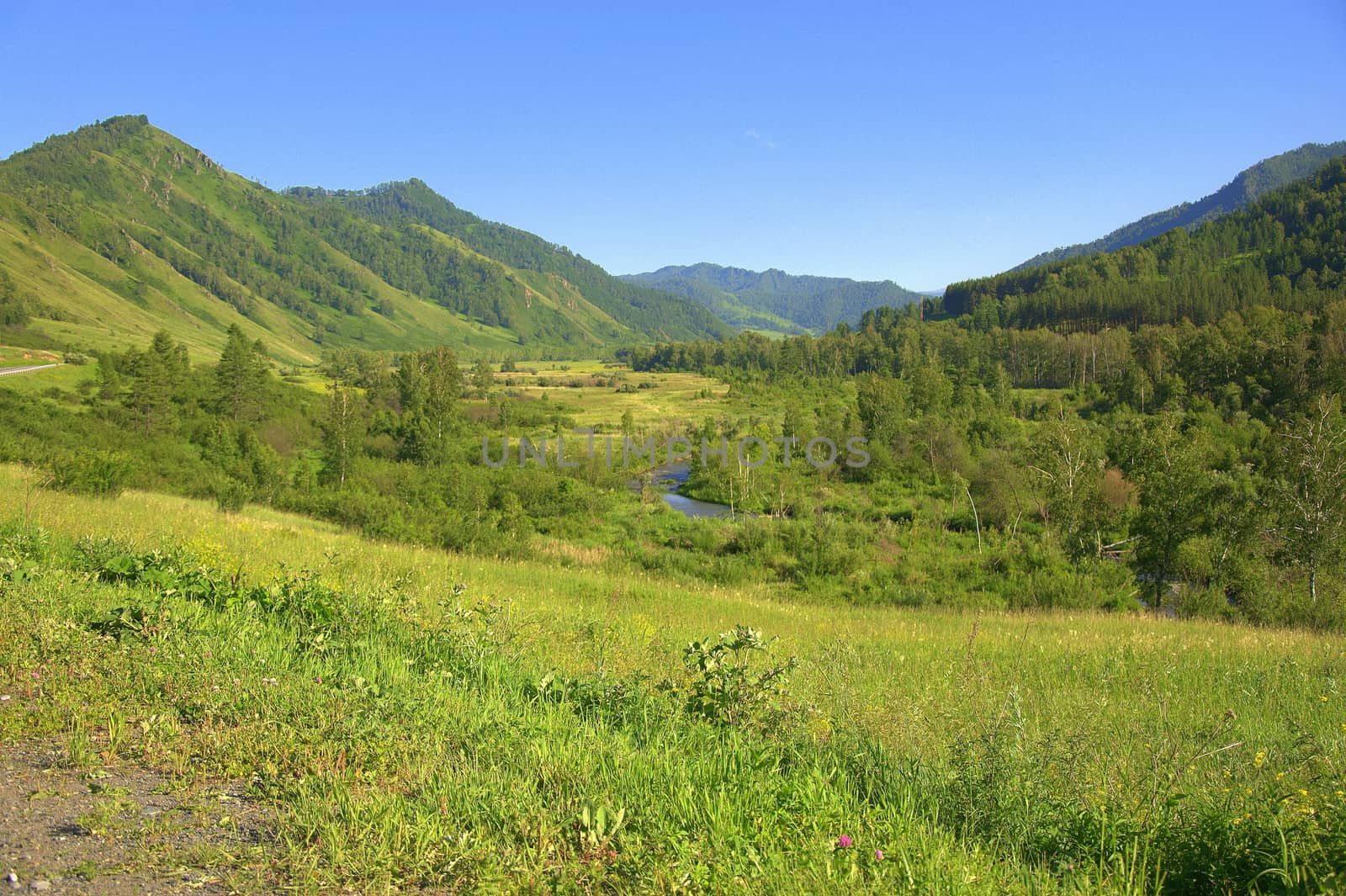 Mountain meadow overgrown with low mixed forest, crosses a calm river. Altai, Siberia, Russia.