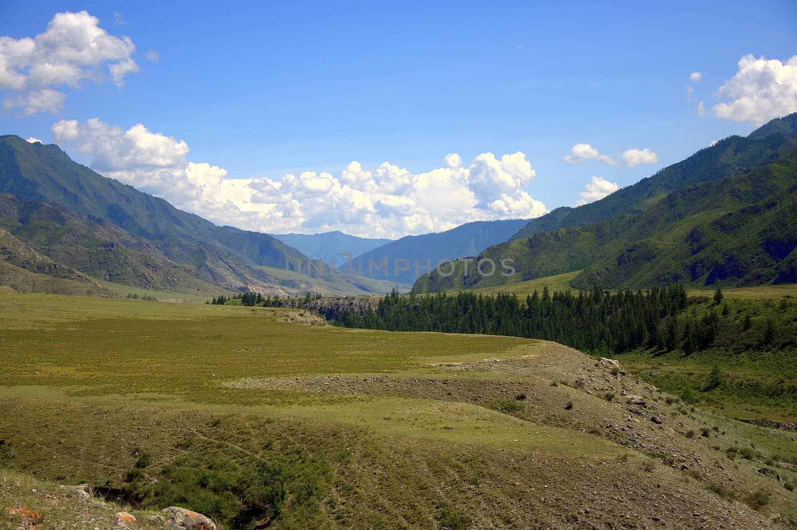 Mountain meadow overgrown with low mixed forest, crosses a calm river. Altai, Siberia, Russia.