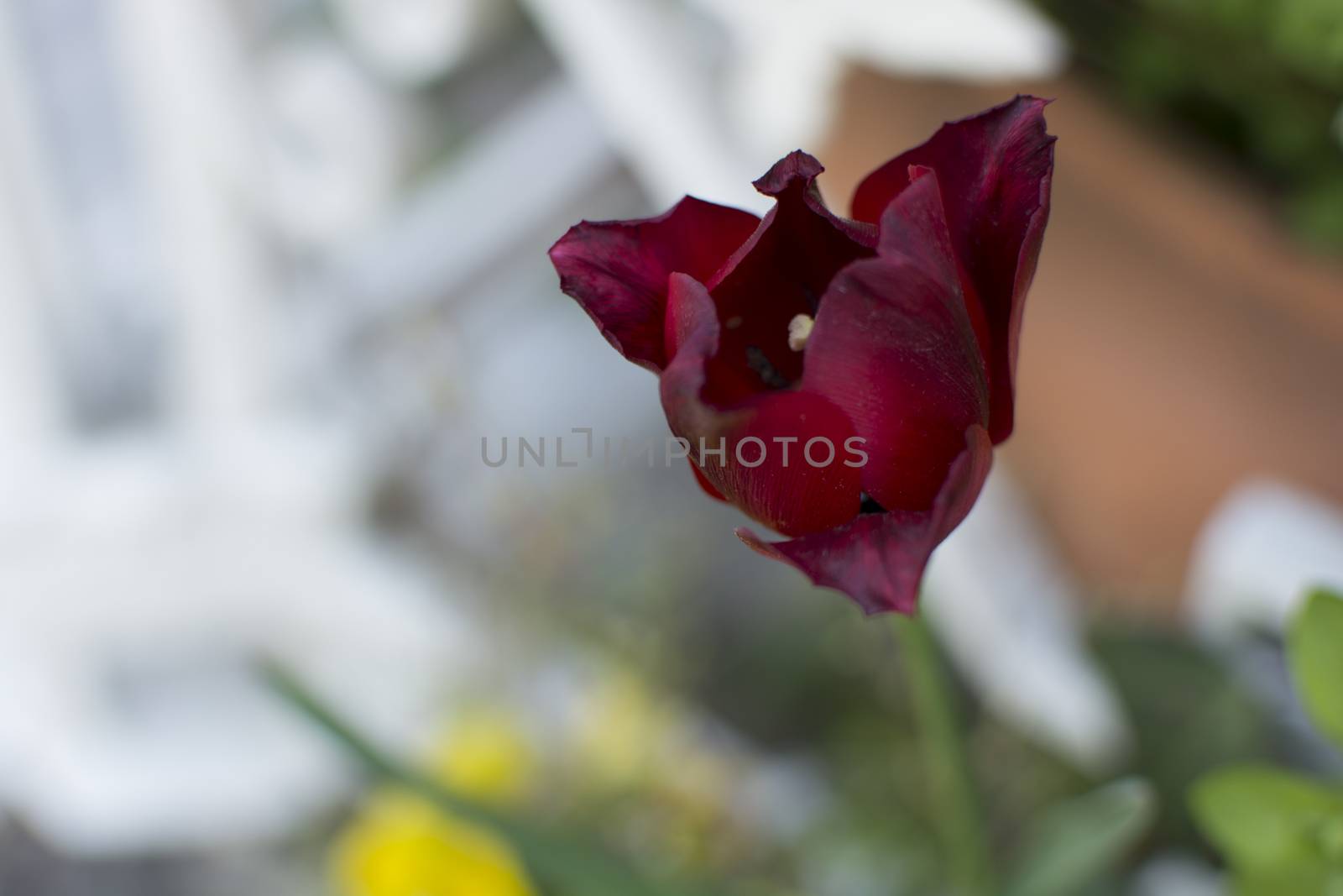 Red tulip by yebeka