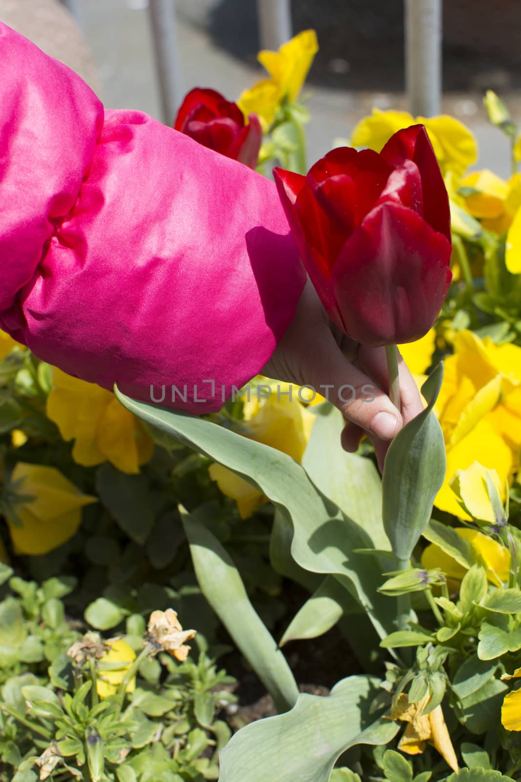 Tulip gathering from tulip garden. Yellow and red tulip