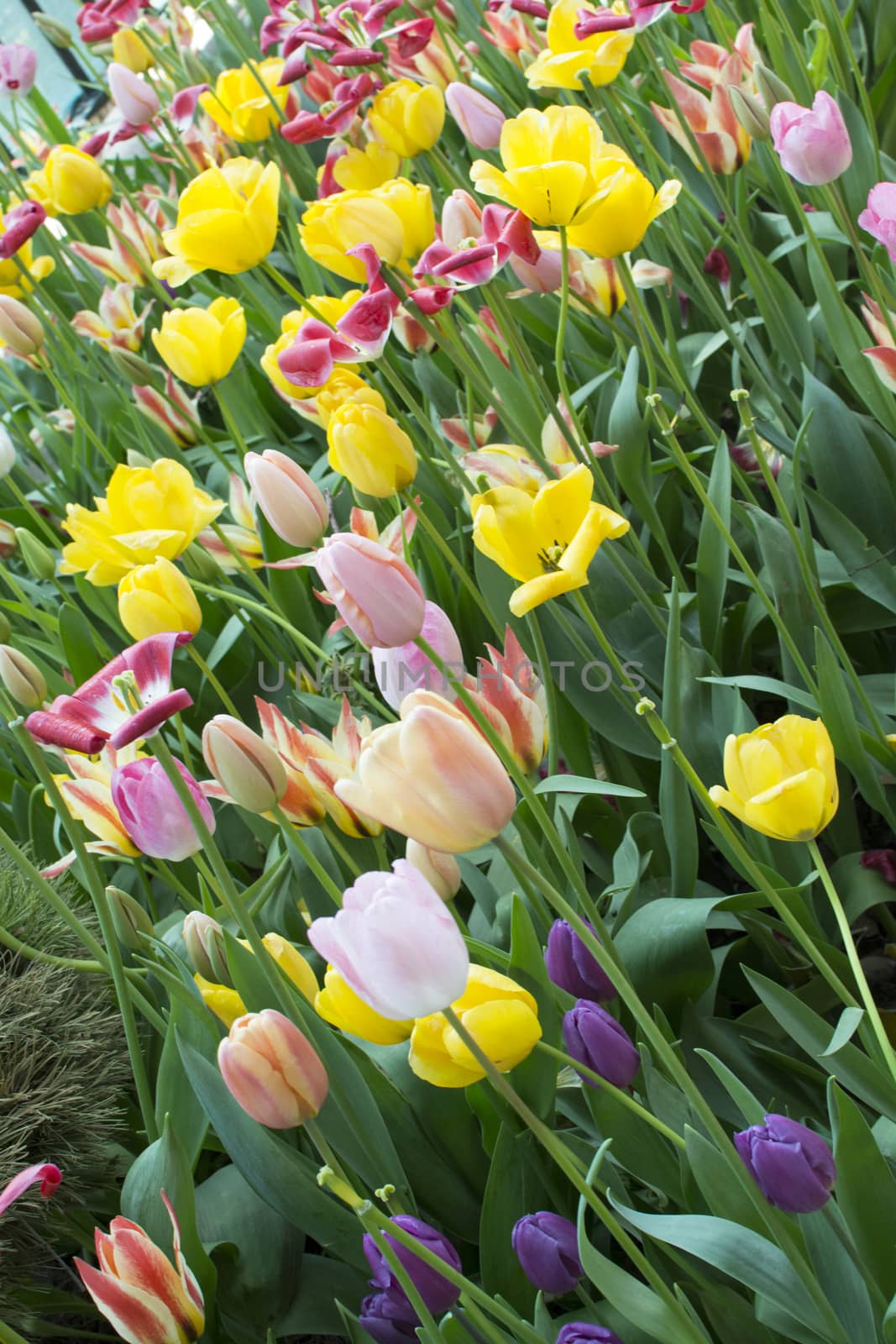 Colorful, tulip garden. Mixed colors mixed with green