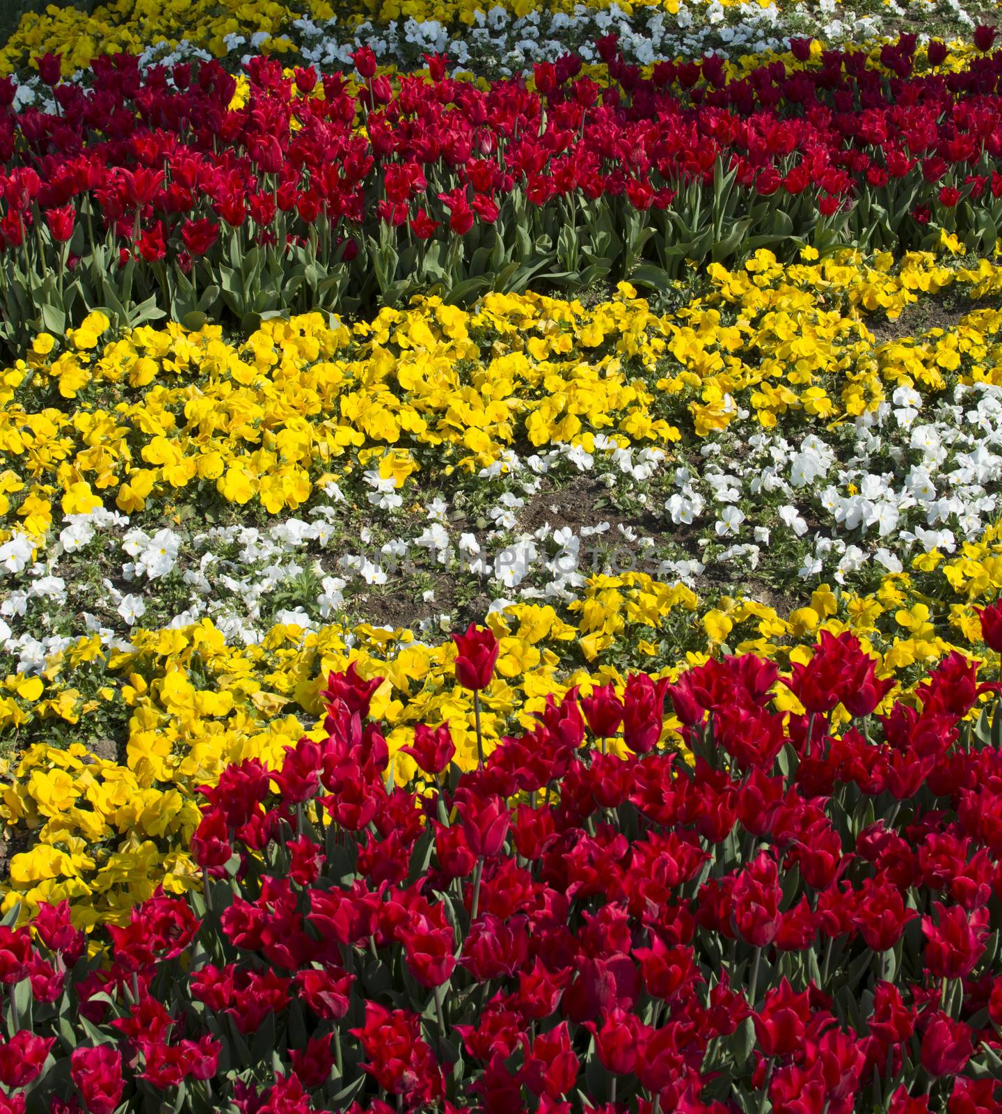 Istanbul tulip time. First spring opens first flowers