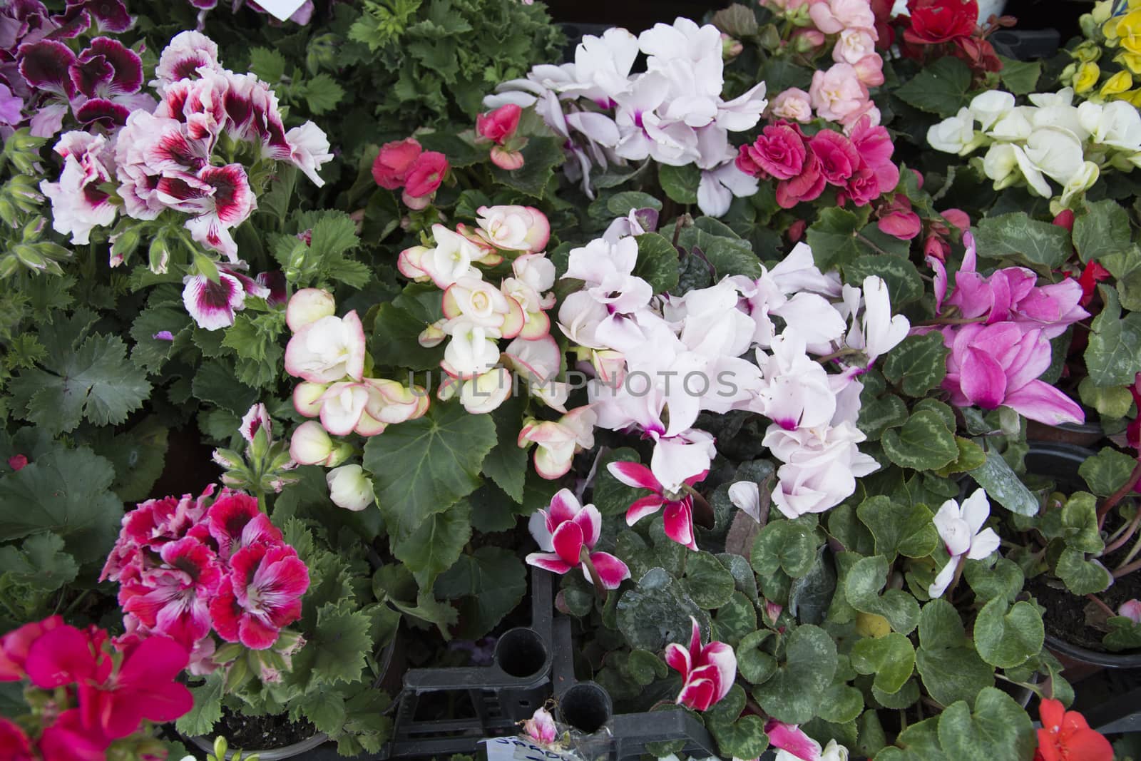 Colorful summer flowers out of sale. Flower house