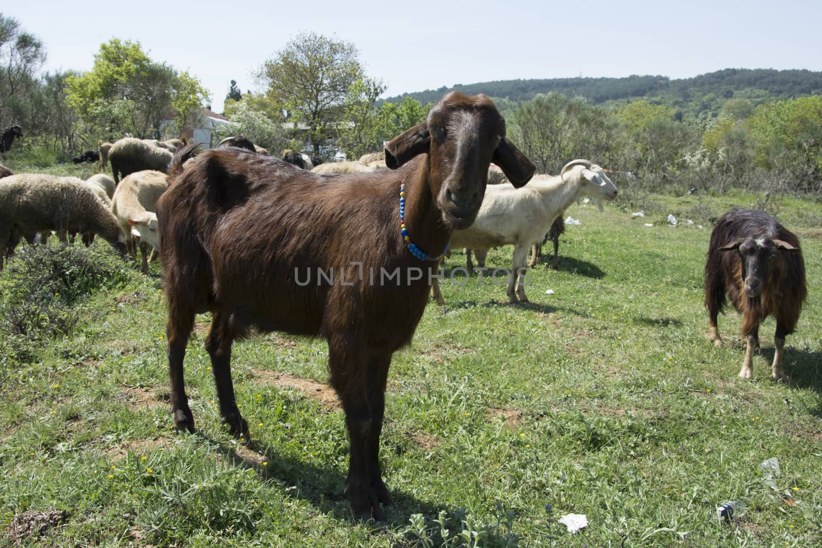 Herd of goats leader, He wears a bead necklace around his neck