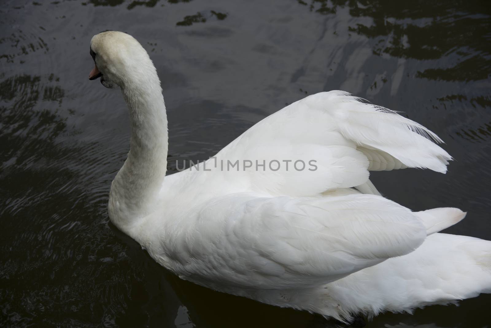 White angels of Atatürk arboretum lake.Sarıyer-İstanbul