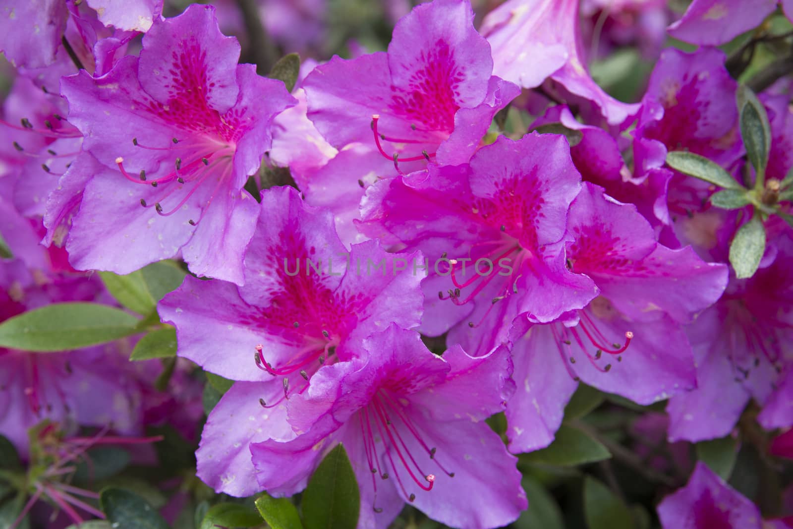 Japanese rose or Chinese rose (Hibiscus rosa-sinensis) is a kind of flower pot and garden ornamental plant of eastern origin originating from the family of hibiscus miller (Malvaceae).