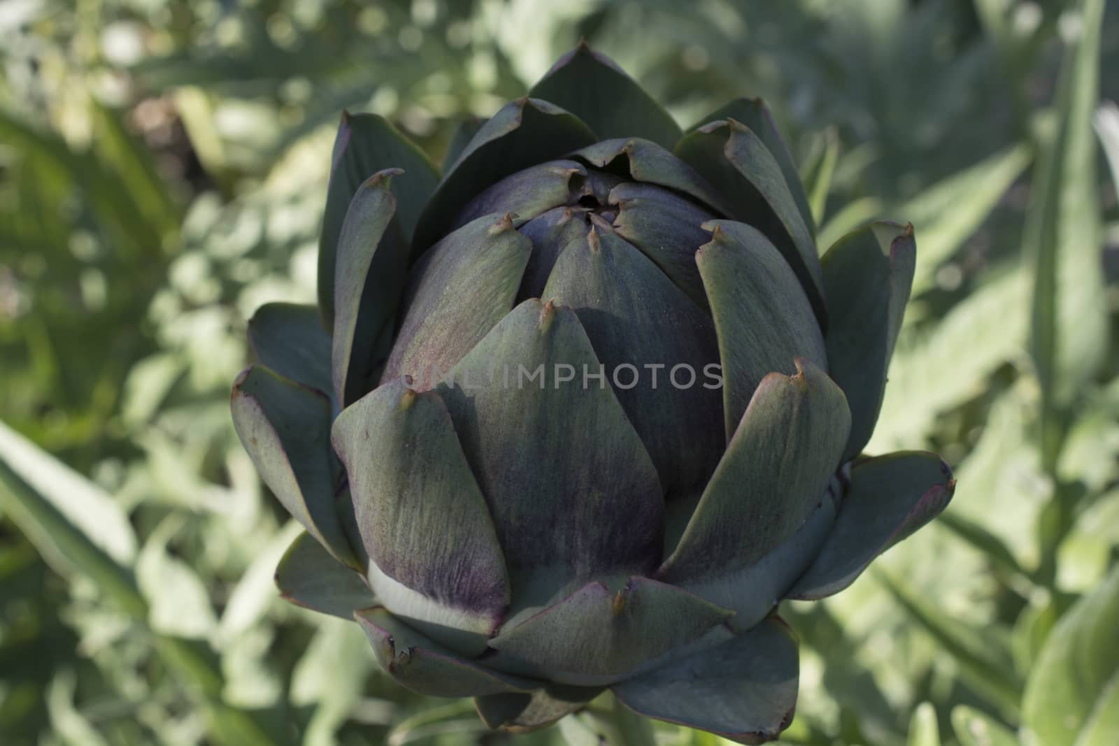 Fresh artichoke. Ready to be harvested