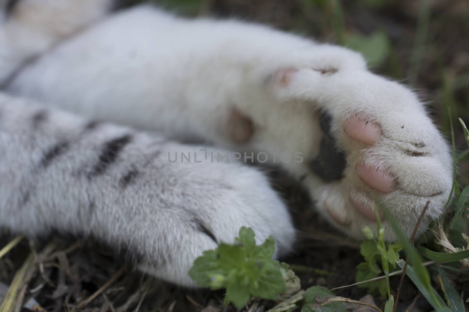 The fingerprints of the same people are also unique in the paw prints of the cat.