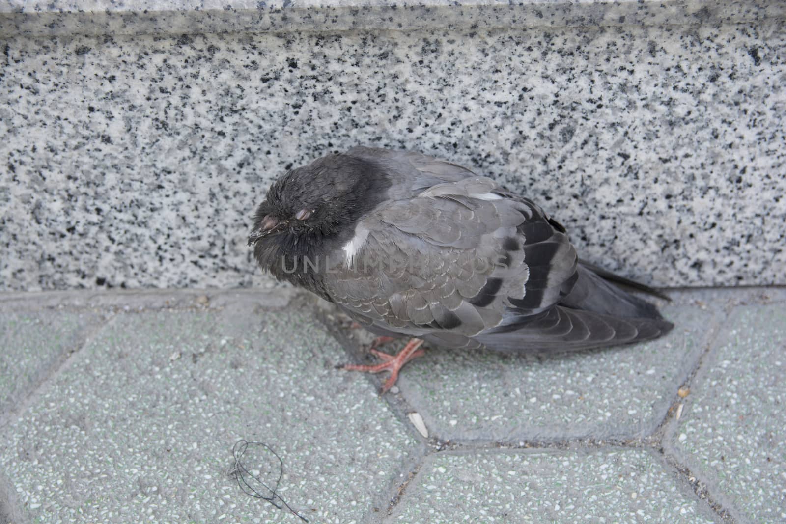 On the street, on the edge of the wall, patient pigeon