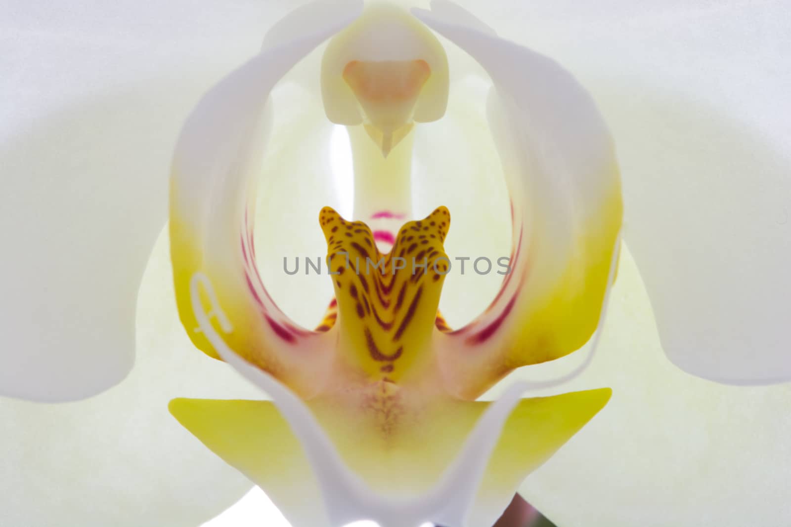 Orchid flower by yebeka