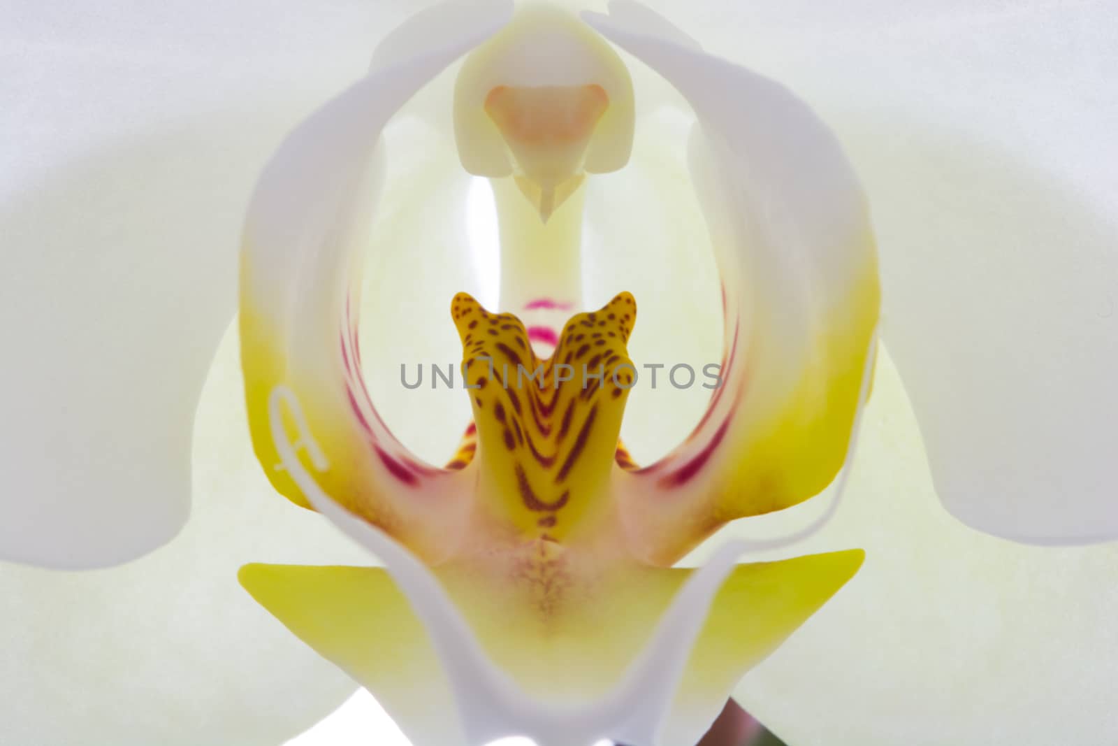 close - up orchid flower.
inner regions. the inner flower is called petal. this piece is called '' Labellum '' which means lips.