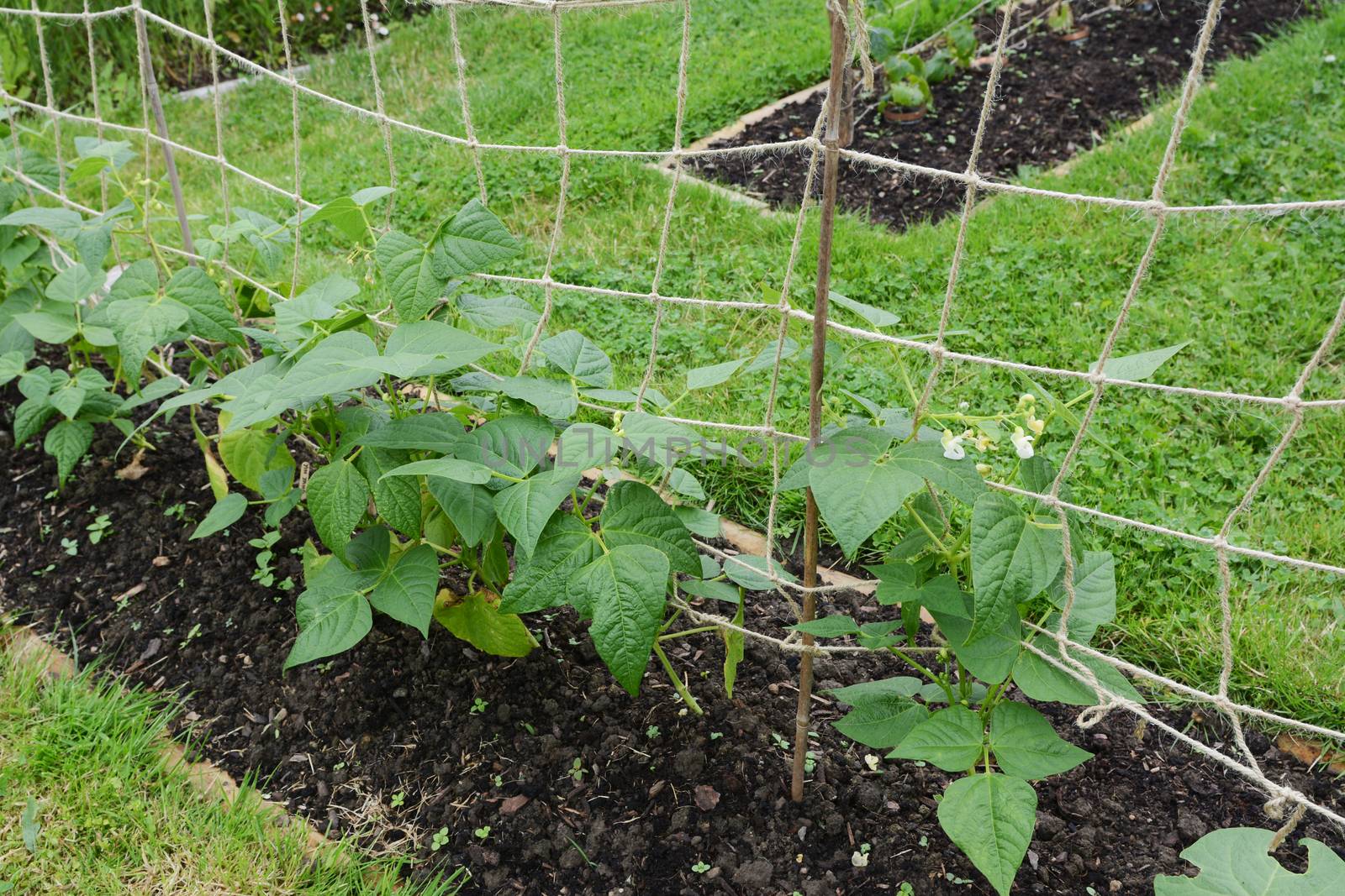 Young calypso bean plants, supported by twine netting in a lush vegetable garden