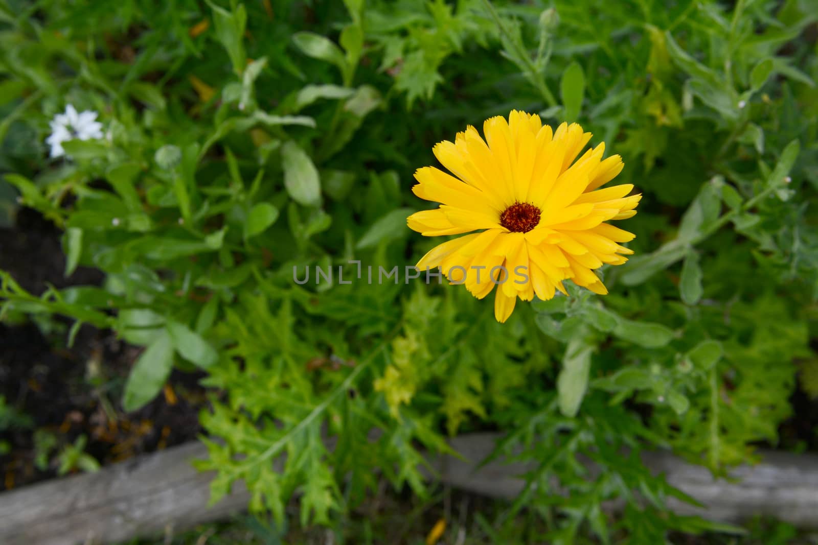 Bright yellow calendula flower against a lush green foliage background