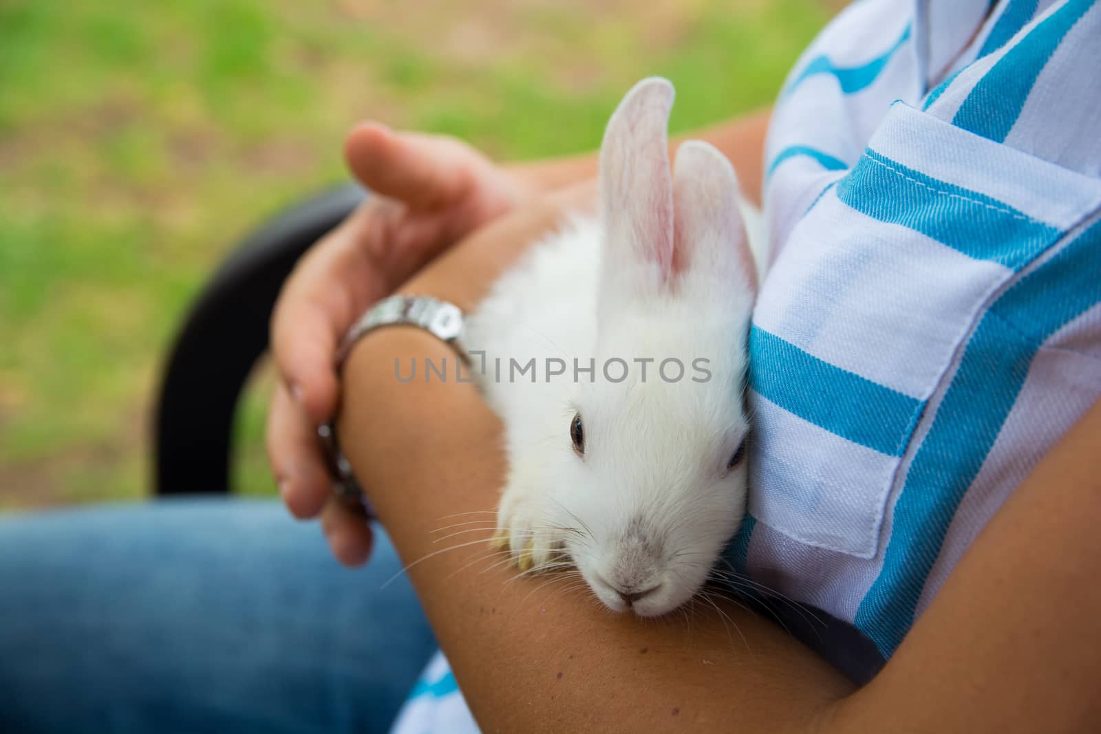 white rabbit lies in woman arms.cute and docile