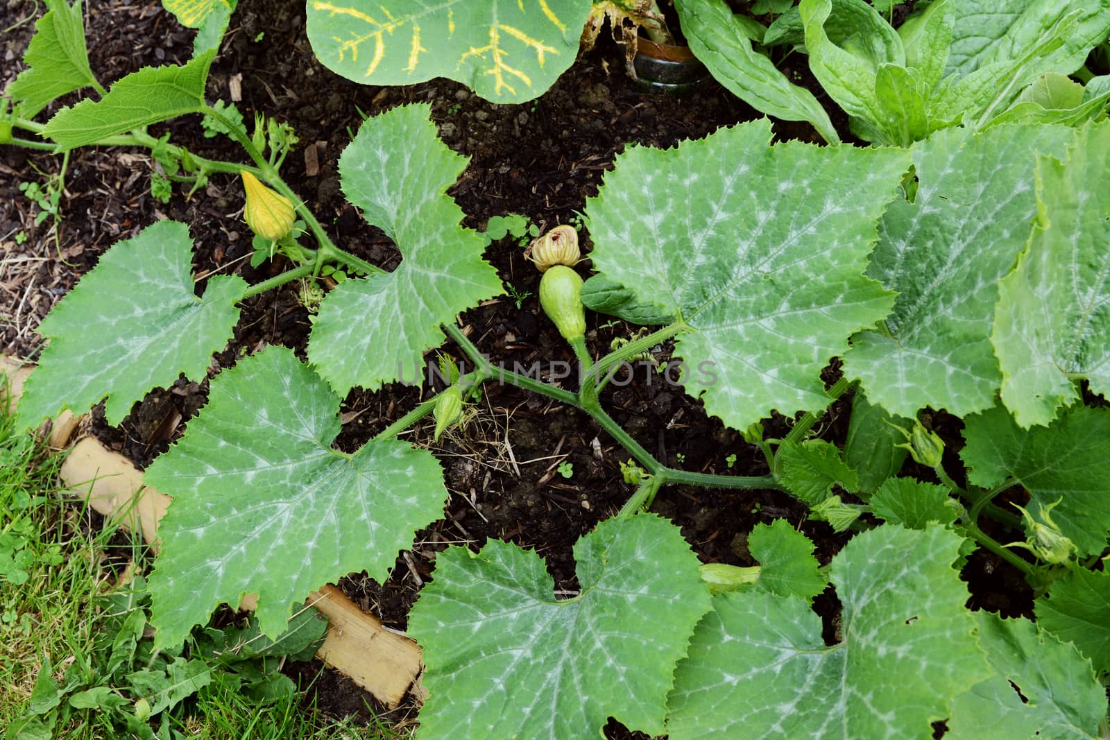 Long cucurbit vine with multiple warted gourds growing by sarahdoow