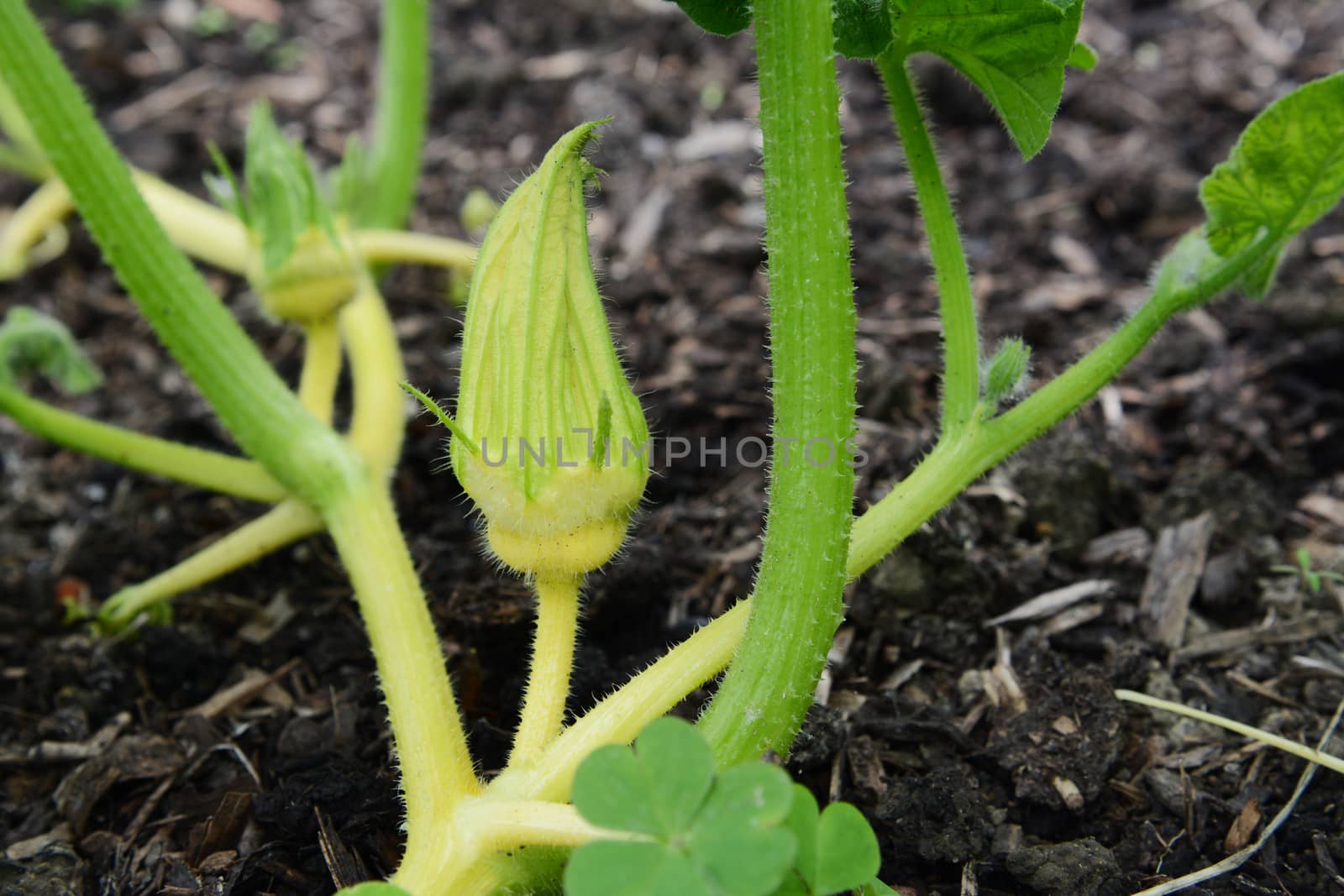Close-up of a young Turks Turban gourd female flower among prickly cucurbit vines 
