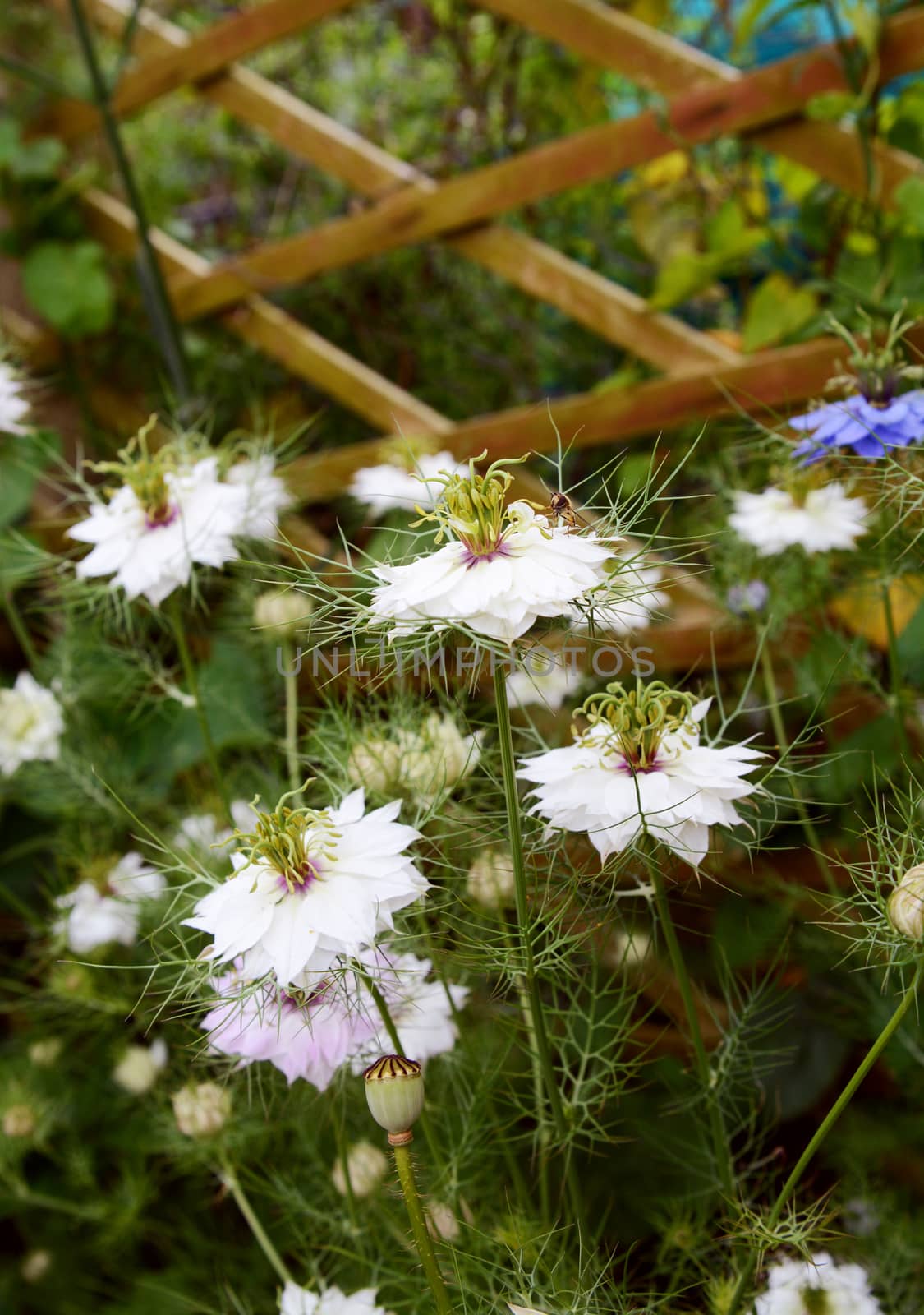 White love in a mist - nigella - flowers  by sarahdoow