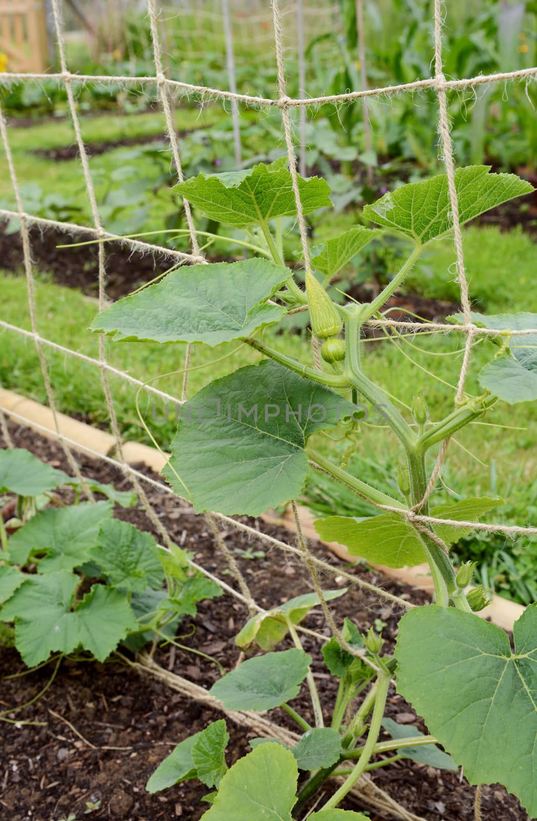 Climbing gourd plant supported on twine netting. A female flower at the top of the plants shows a small fruit beneath the closed petals.
