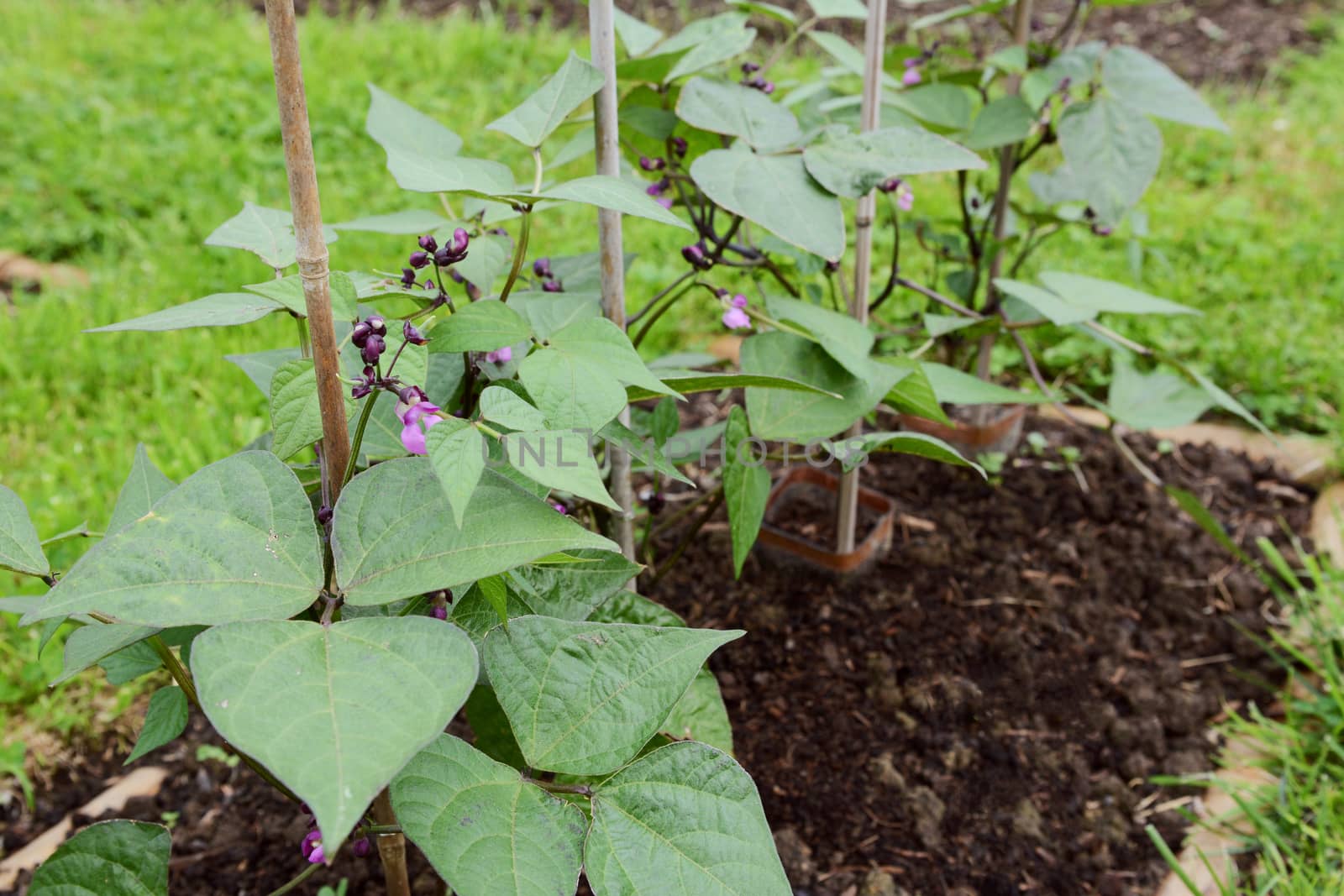 Dwarf French bean plants supported by bamboo canes by sarahdoow