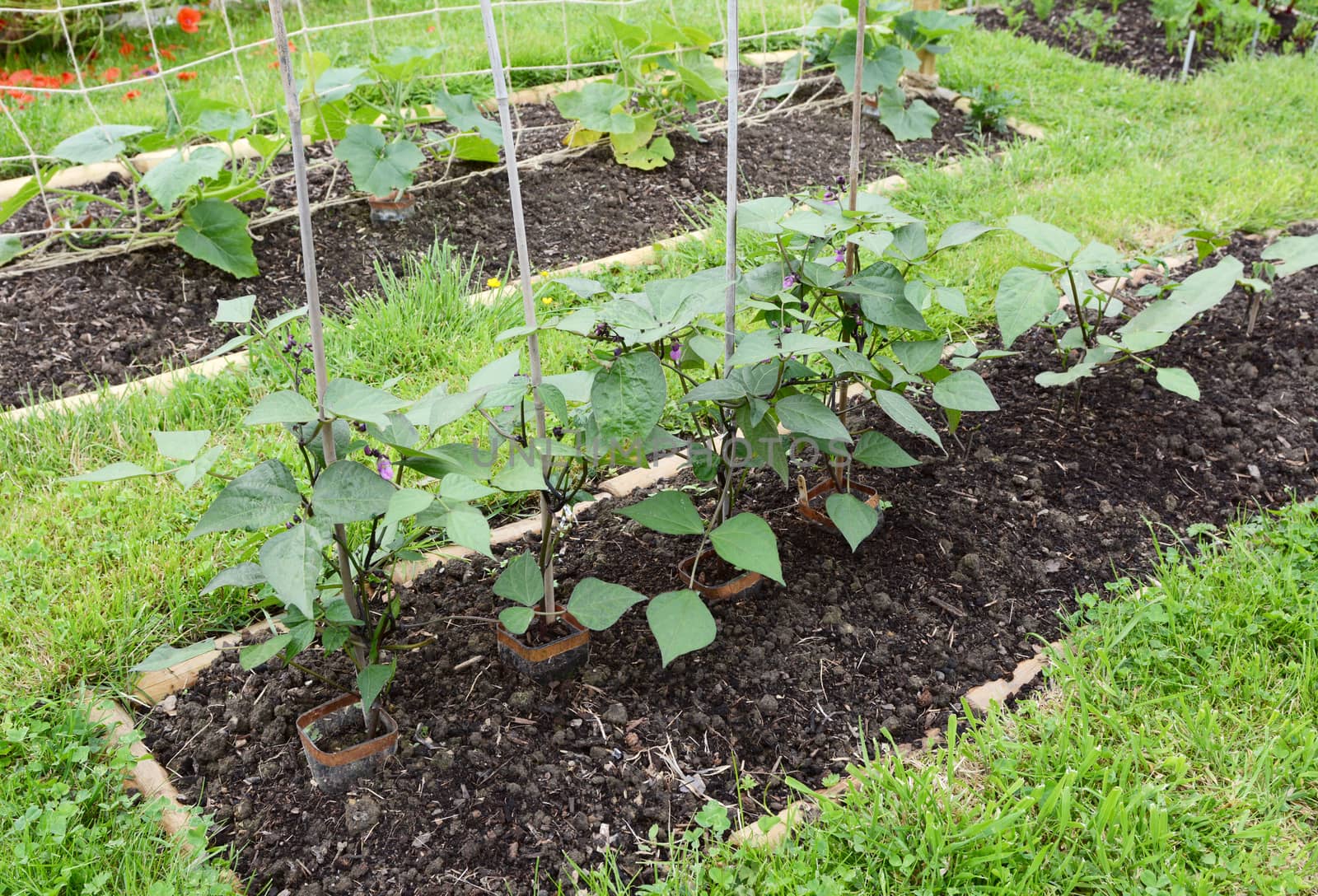 Row of dwarf French bean plants  by sarahdoow