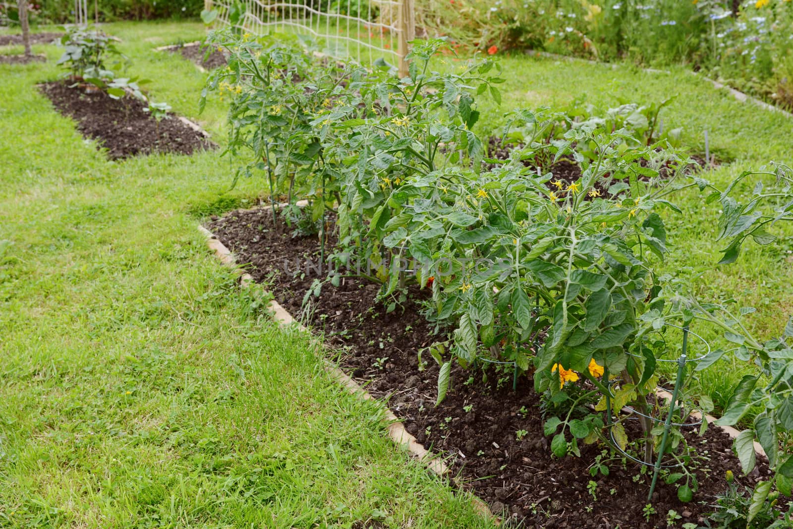 Row of Red Alert cherry tomato plants growing in a tidy rural allotment