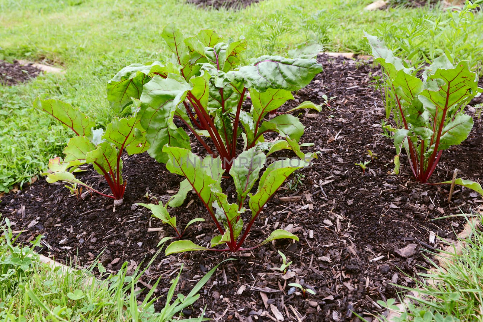 Vegetable bed full of beetroot plants with green leaves and deep red stems