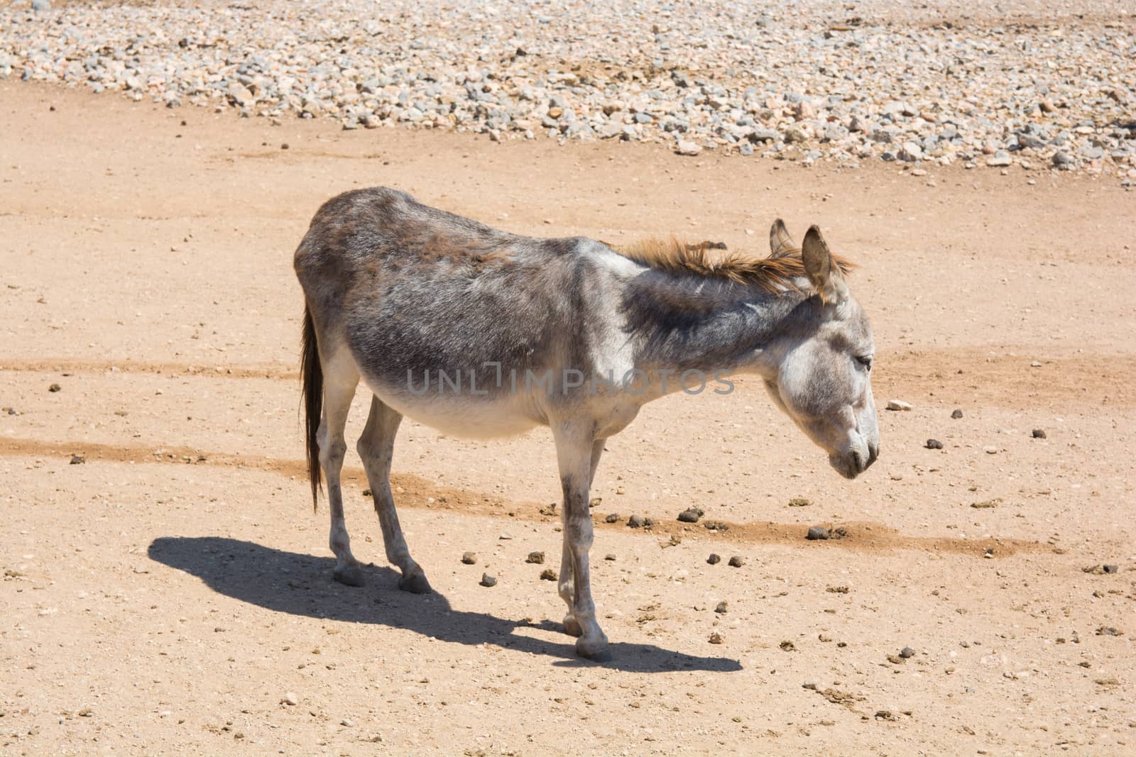 donkeys waiting behind the fence. black, cute animals