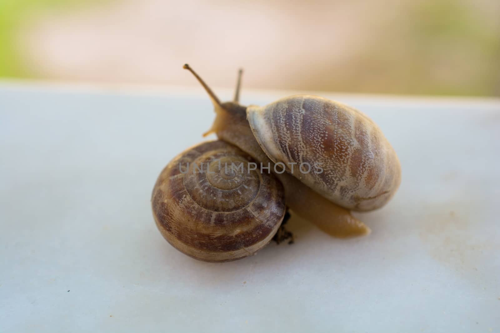 snail trying to escape from stone. close-up