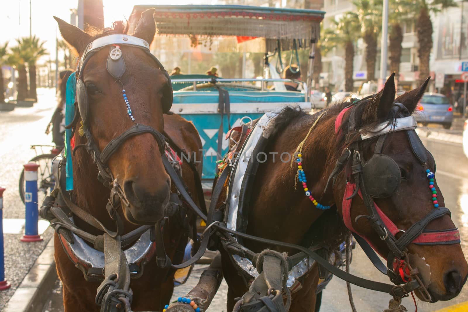 phaeton and two horse. tired horses. the evening sun comes over. they are waiting for the phaeton customers. Horse Carrier.