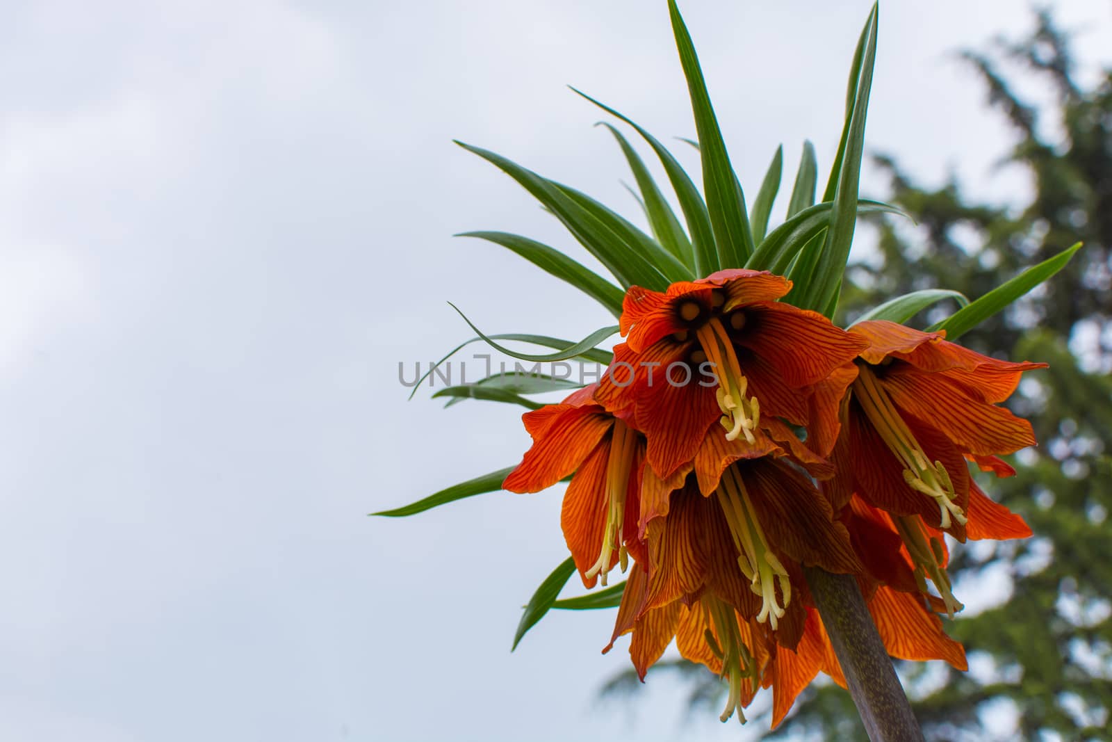 Fritillaria imperialis. It is an endemic species belonging to the Anatolian geography.