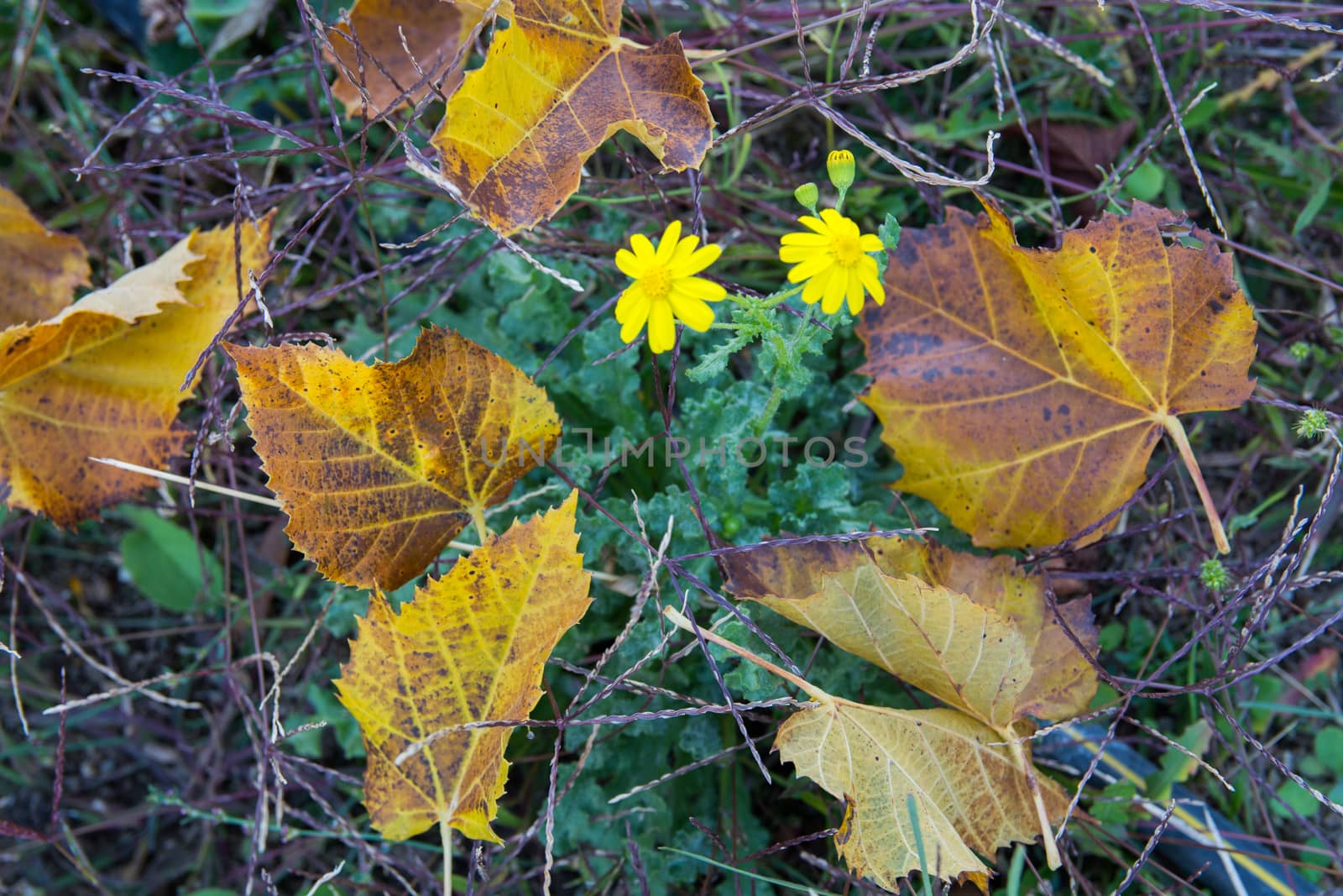 autumn dry leaves. yellow autumn daisy. bloomed between