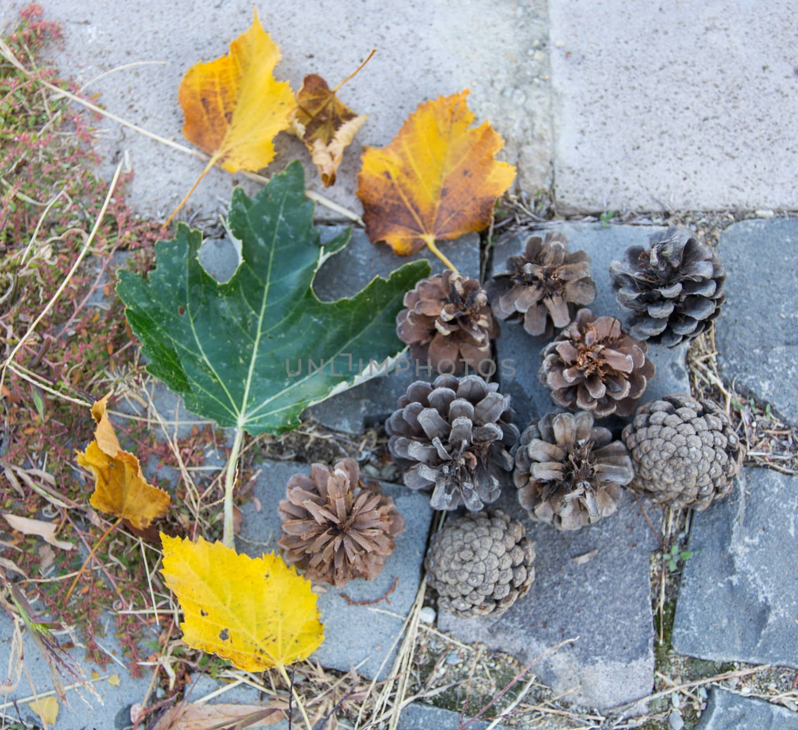 dried cones, leaves. there is still green leaves