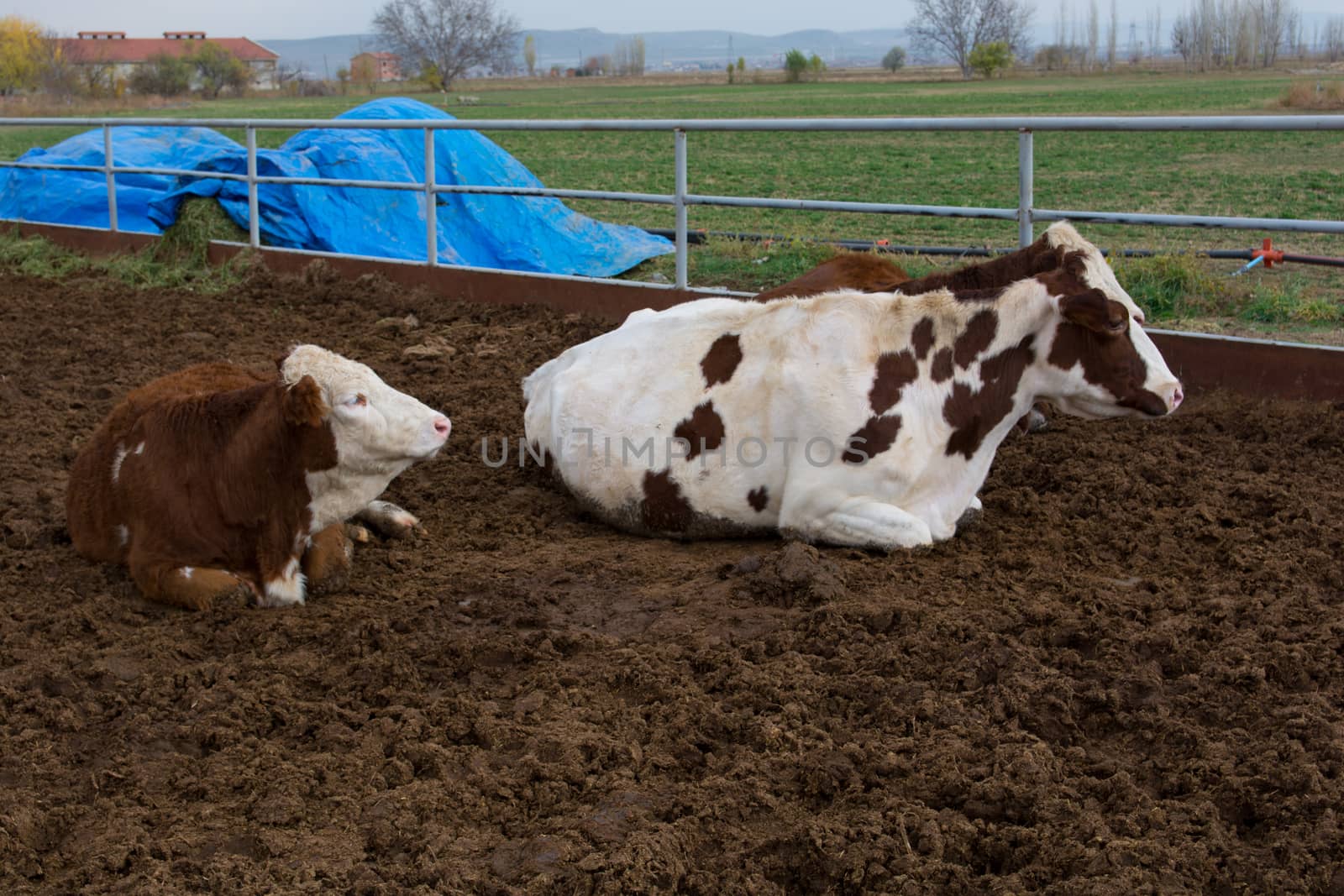 cattle breeding farm. spotted cattle and cows. the largest source of meat, dairy and leather industry