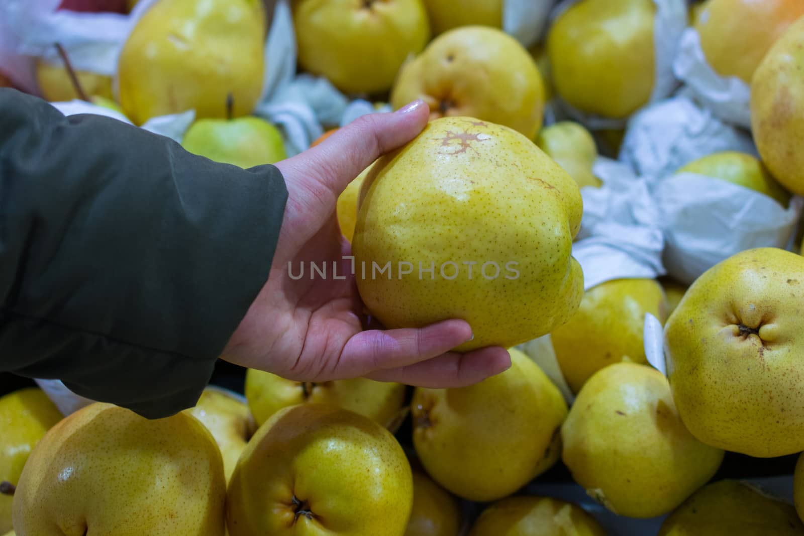 Deveci pears. the wild pear tree grows with its inoculation. Pears specific to Turkey