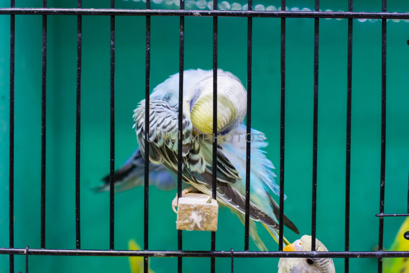 budgerigar waiting to be sold. cute blue bird